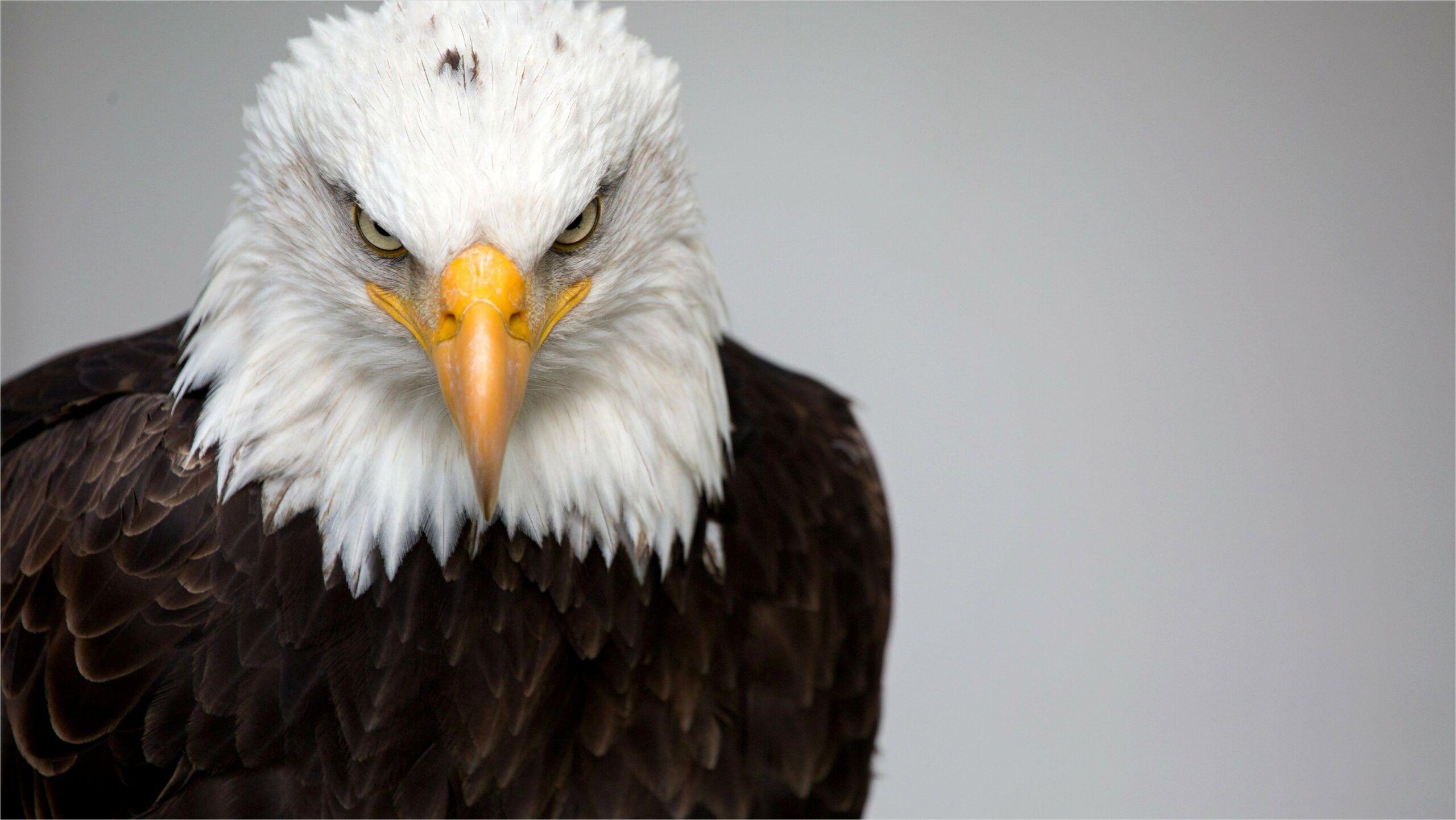 Top Eagle Wallpaper 4k Black And White