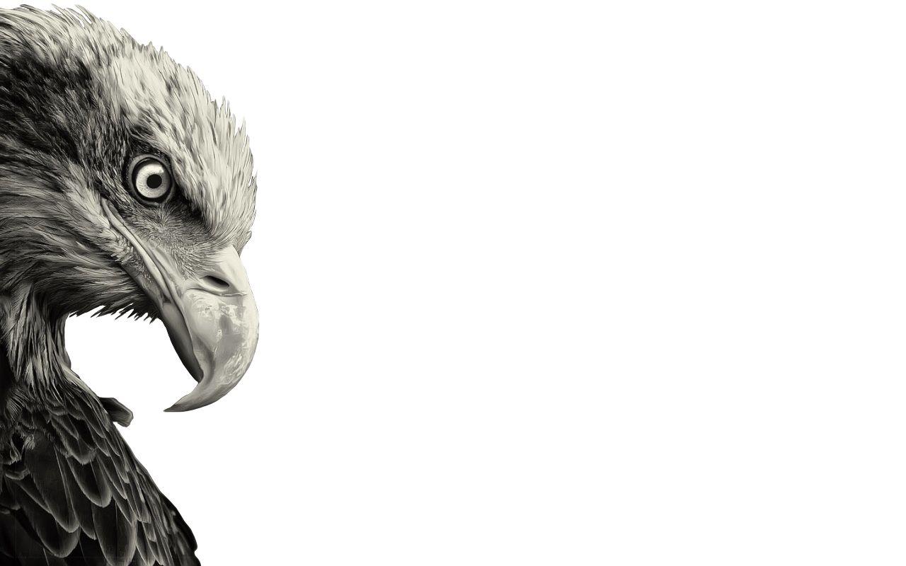 1280x800 Eagle Side Minimal Desktop Wallpaper