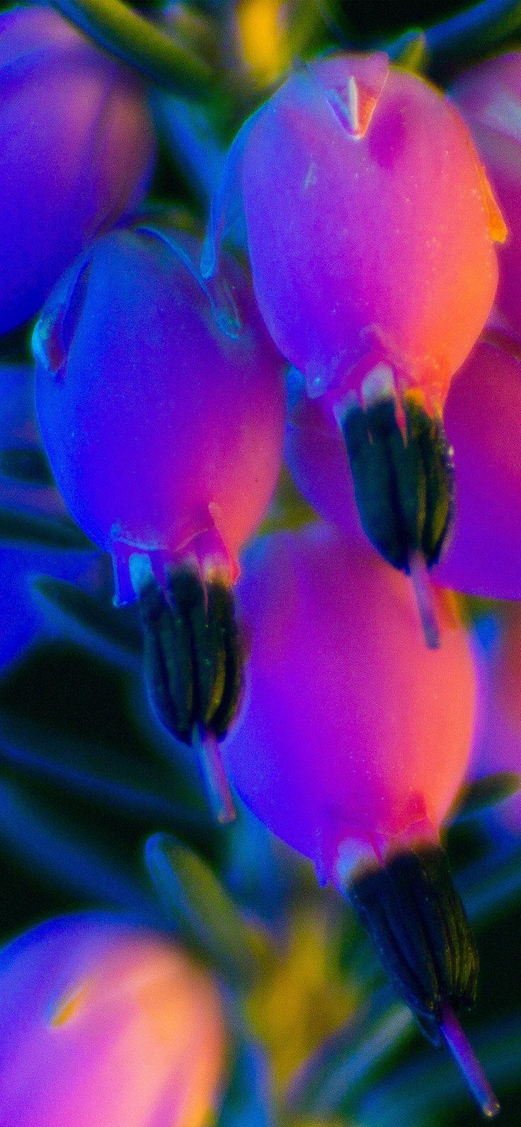 736x1593 iPhone X wallpaper : flower neon rainbow art dark