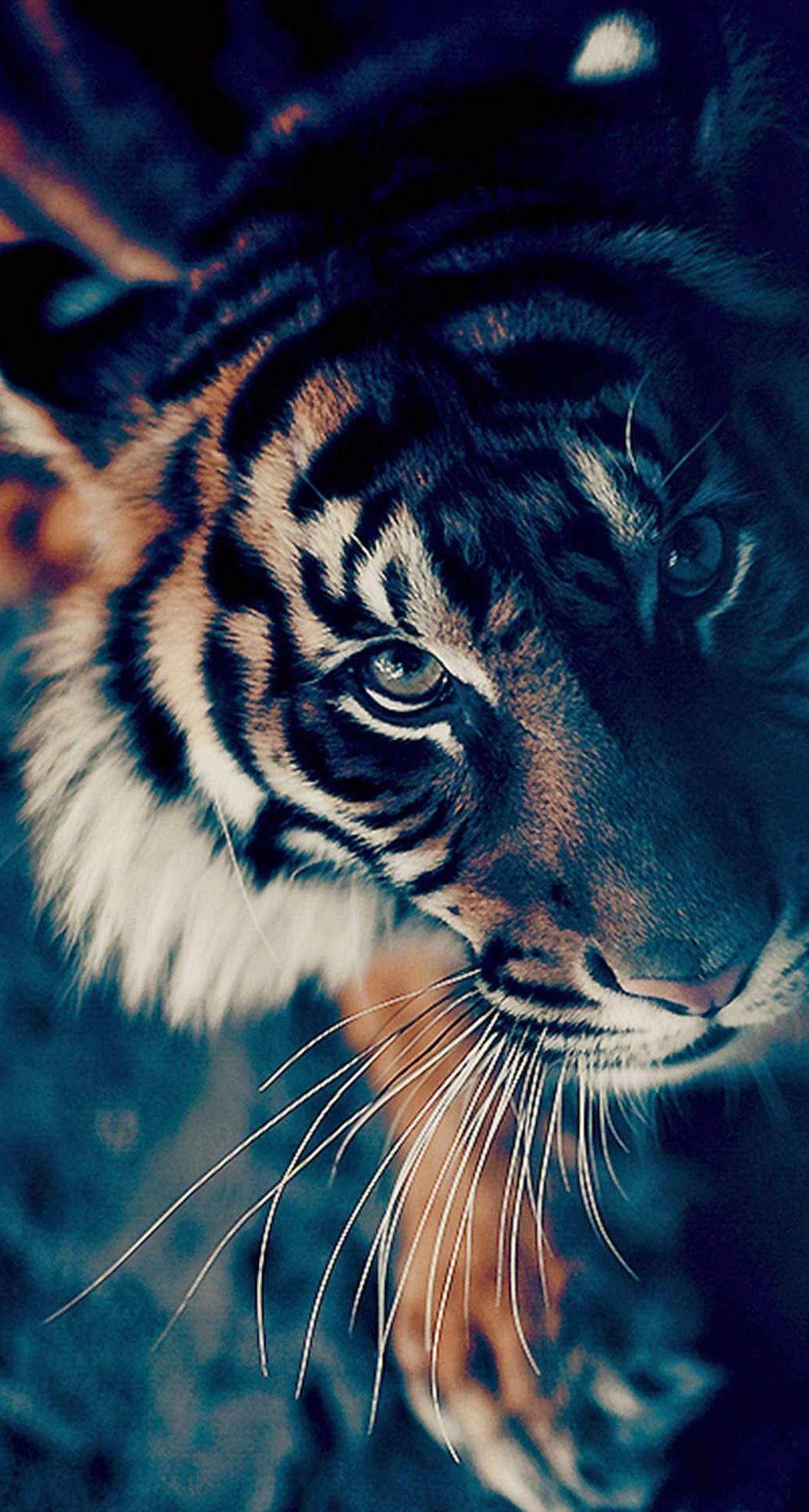 1028x1920 Image for Bengal Tiger Face Closeup .com