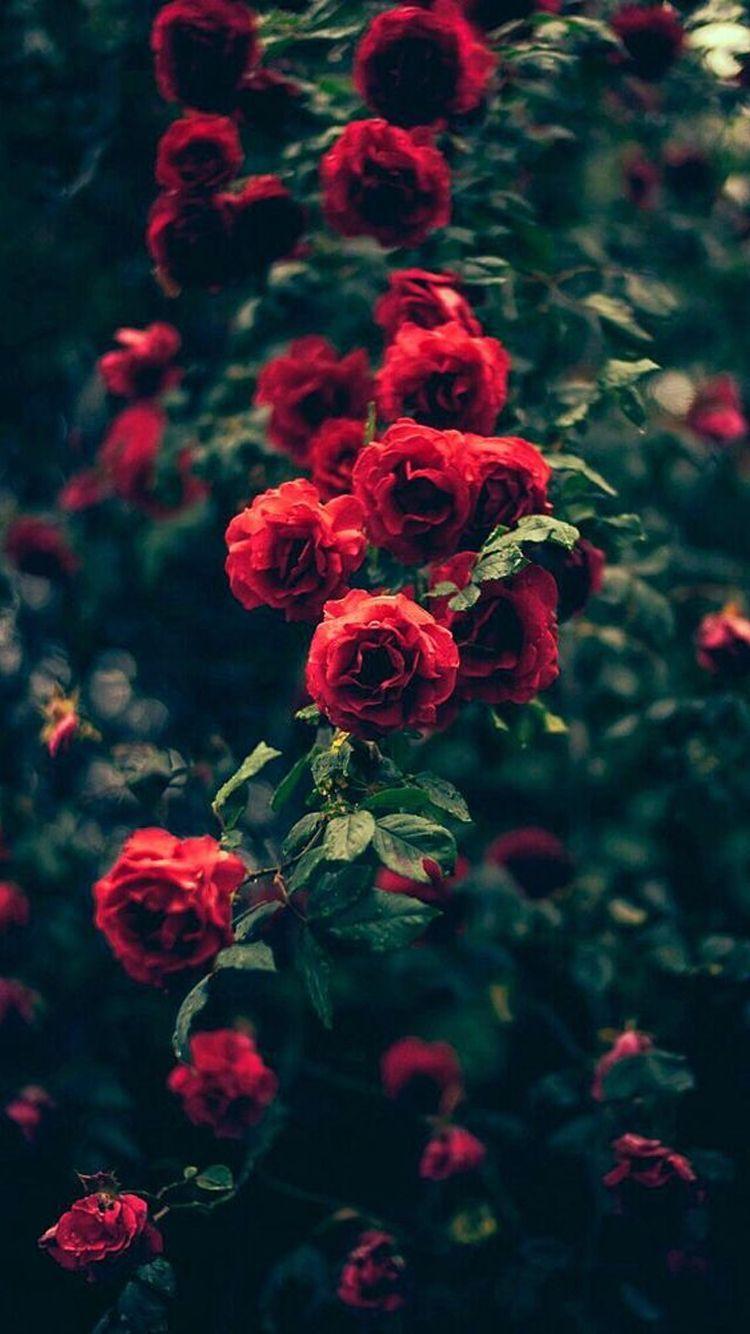 750x1334 Beautiful Garden Red Roses Flowers Hình nền iPhone 6. điện thoại Iphone