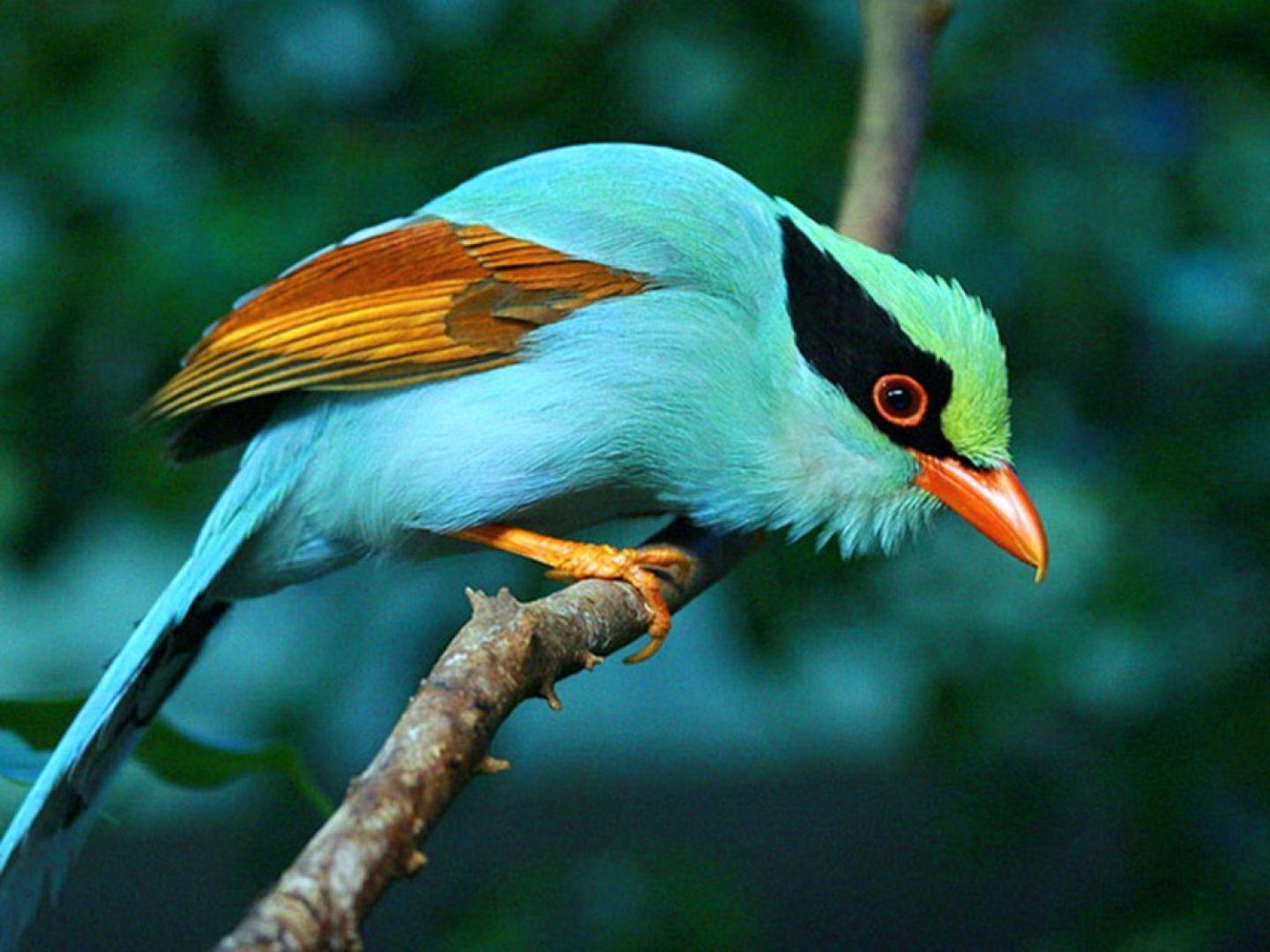 Exotic Bird Wallpapers - Top Free Exotic Bird Backgrounds - WallpaperAccess