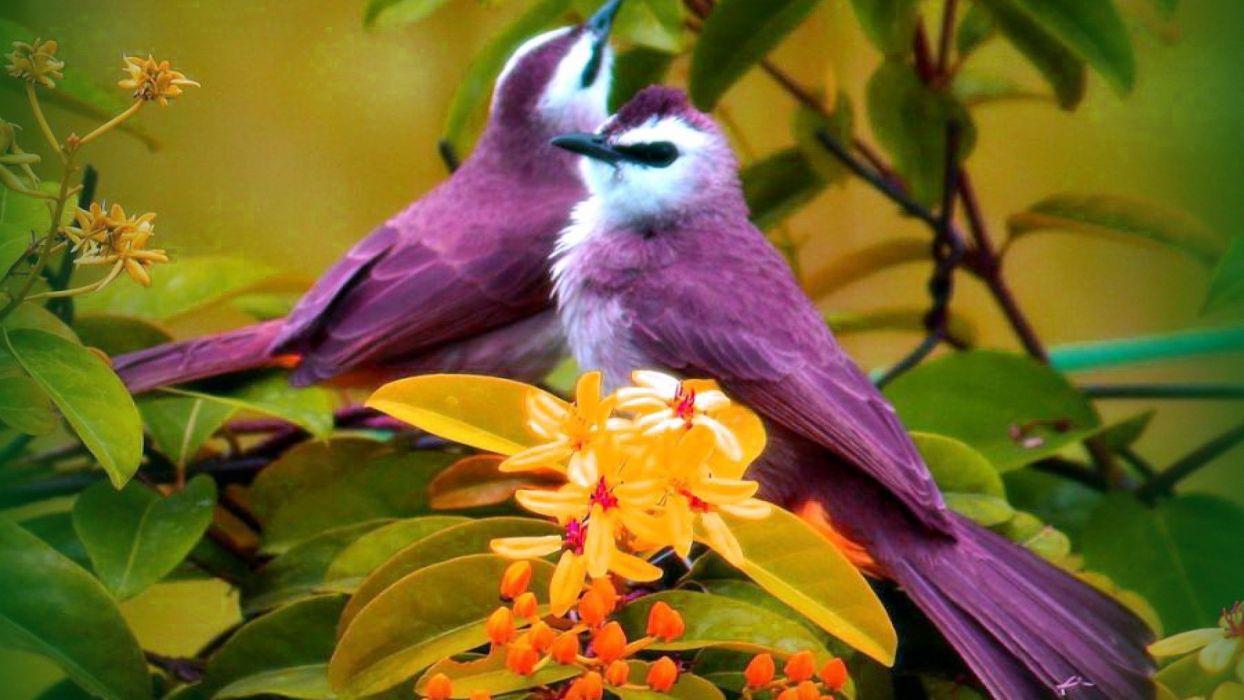 Exotic Bird Wallpapers - Top Free Exotic Bird Backgrounds - WallpaperAccess