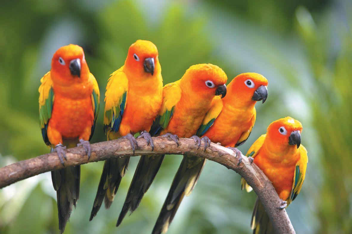 1181x786 Birds of Bukit Brown. Pet birds, Beautiful bird wallpaper, Birds