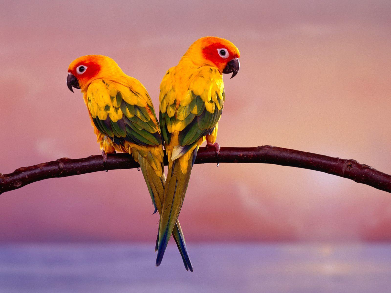 1600x1200 WALLPAPER: Exotic Birds Wallpaper