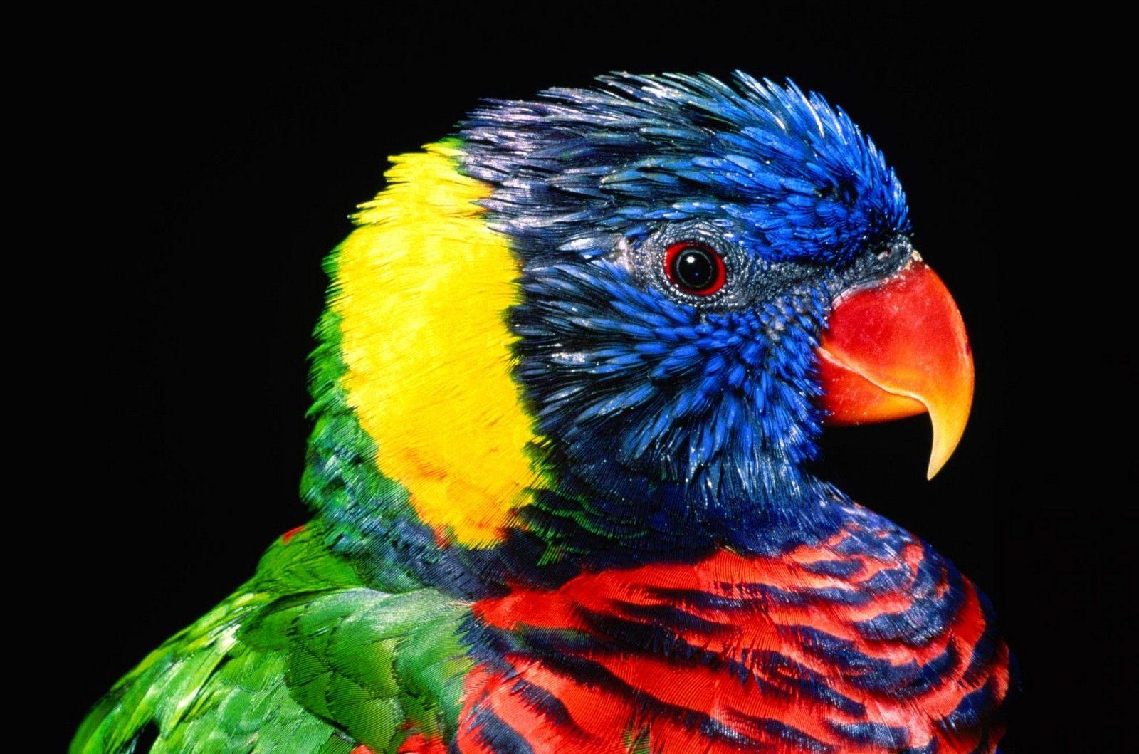 Exotic Bird Wallpapers - Top Free Exotic Bird Backgrounds - WallpaperAccess