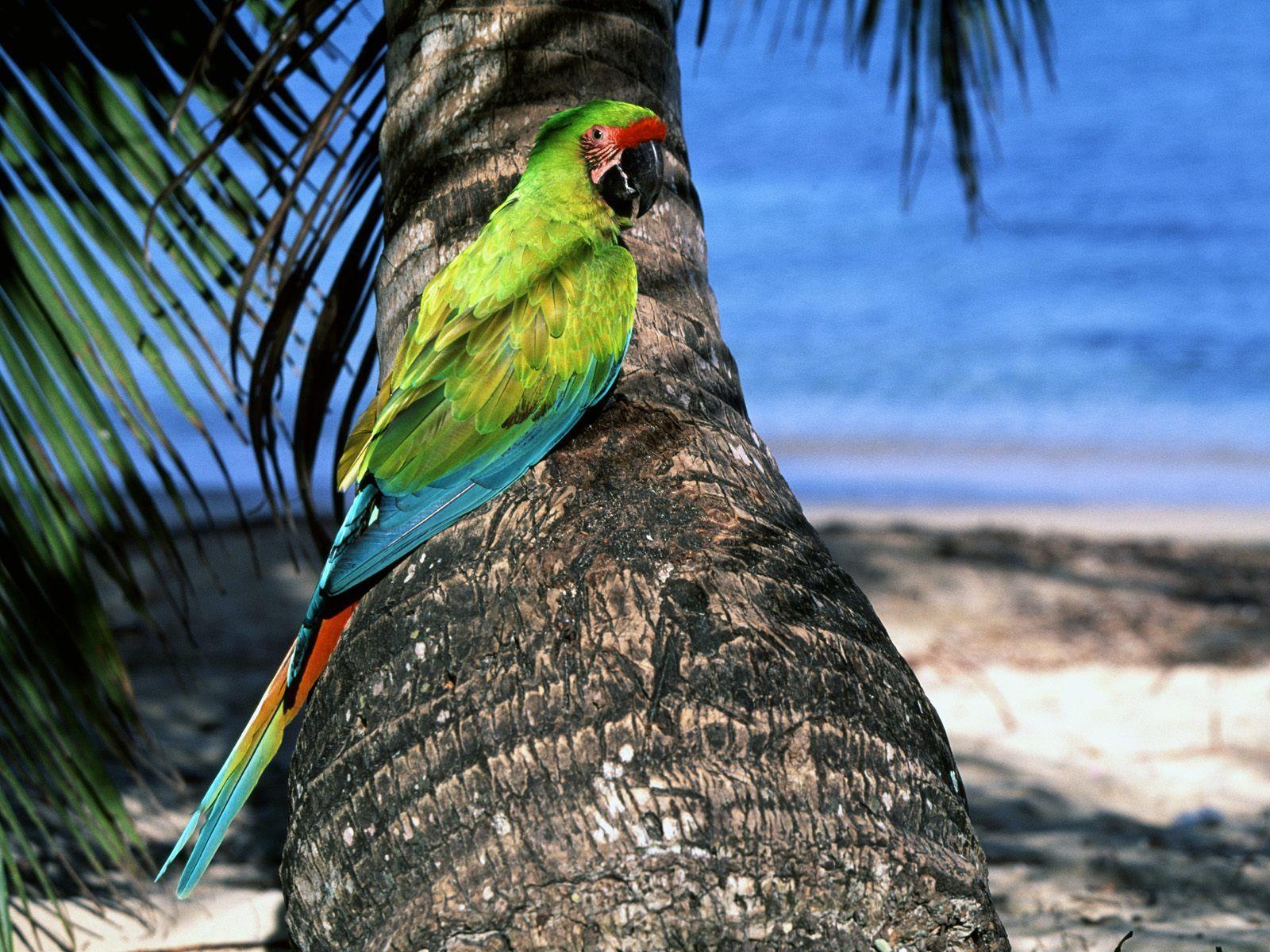 1600x1200 WALLPAPER: Picture Of Exotic Birds Wallpaper