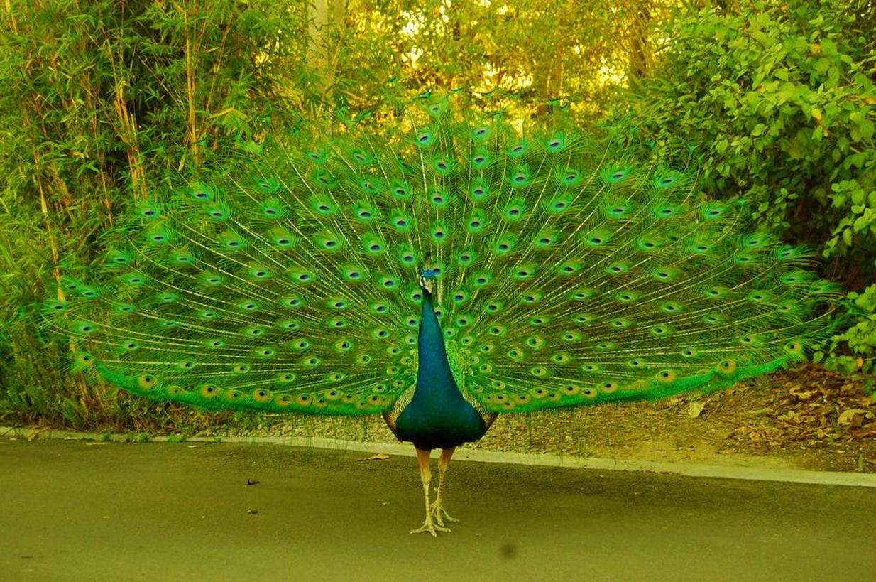 1234x819 Free download download exotic bird wallpaper which is under