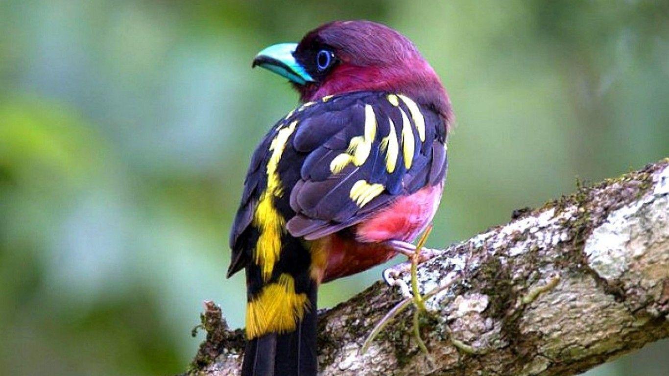 Exotic Bird Wallpapers - Top Free Exotic Bird Backgrounds - WallpaperAccess