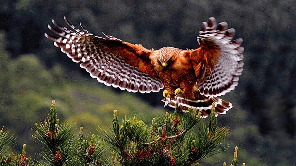 1244x700 Bird animal beautiful wild wings exotic birds wallpaper