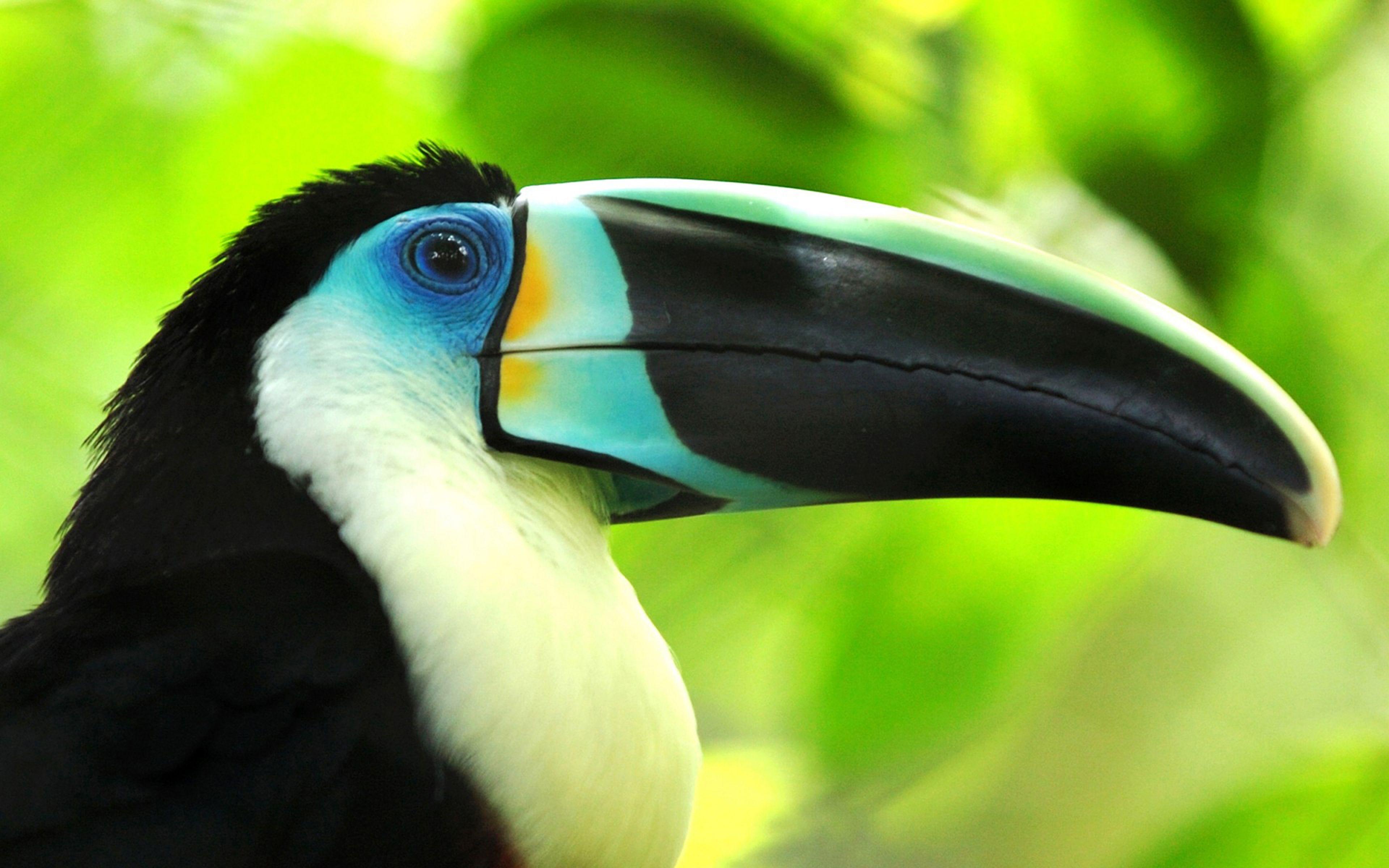 3840x2400 Toucan Beautiful Exotic Bird Wallpaper For Mobile Phone