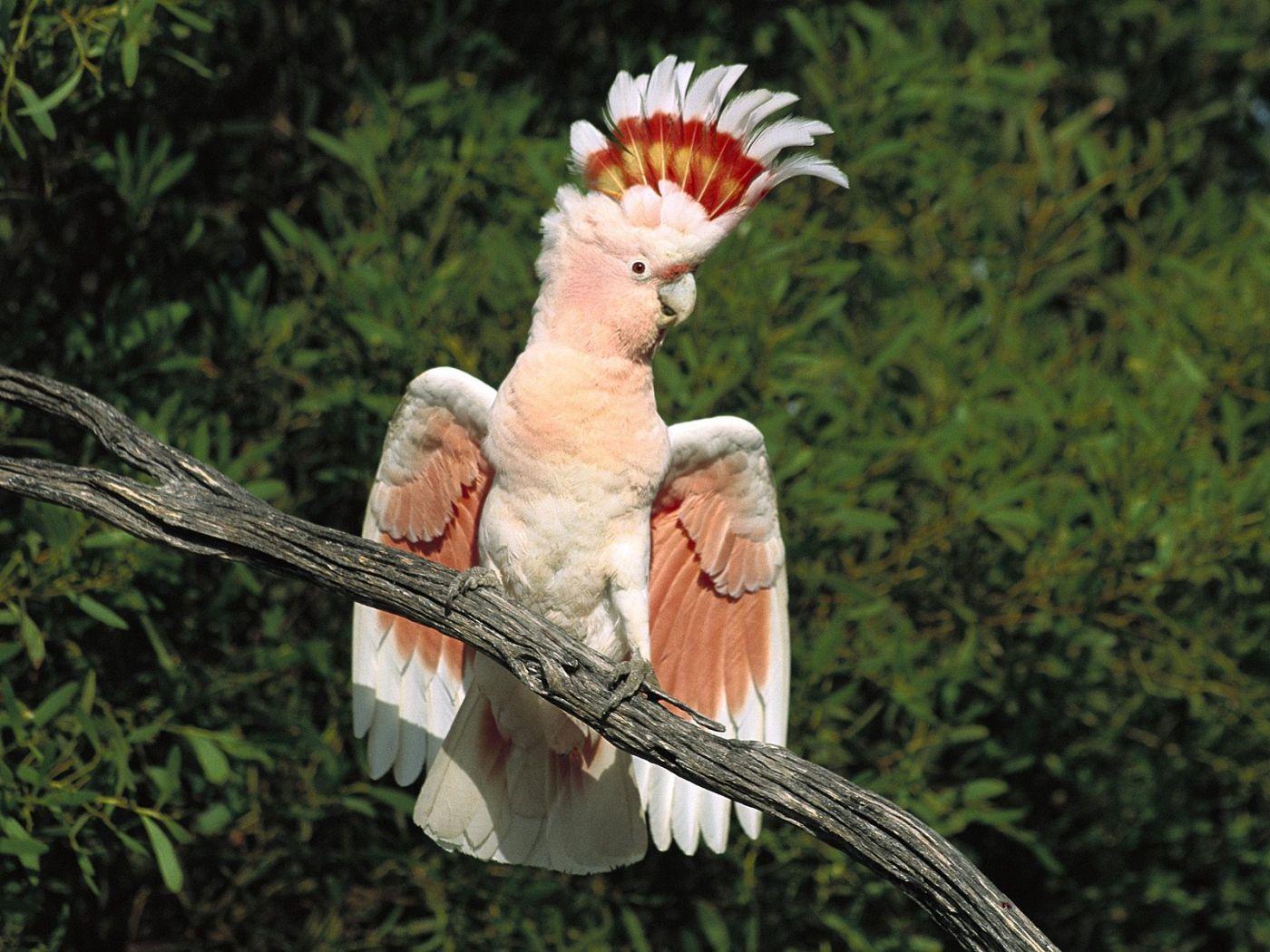 1400x1050 Pink Exotic Bird On Tree Branch Wallpaper 1400×1050