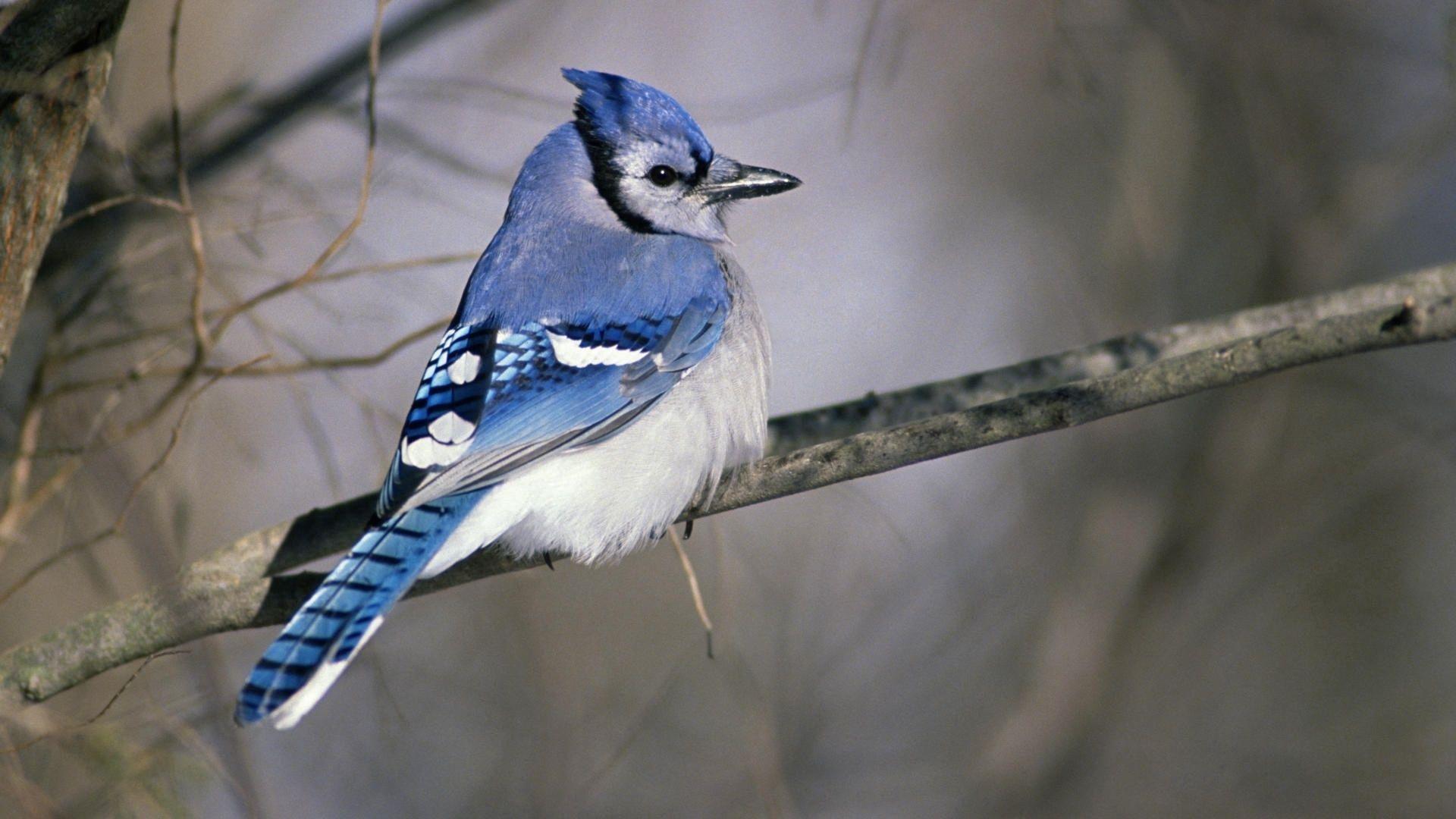 1920x1080 Download wallpaper 1920x1080 exotic, bird, branch, sit, color HD