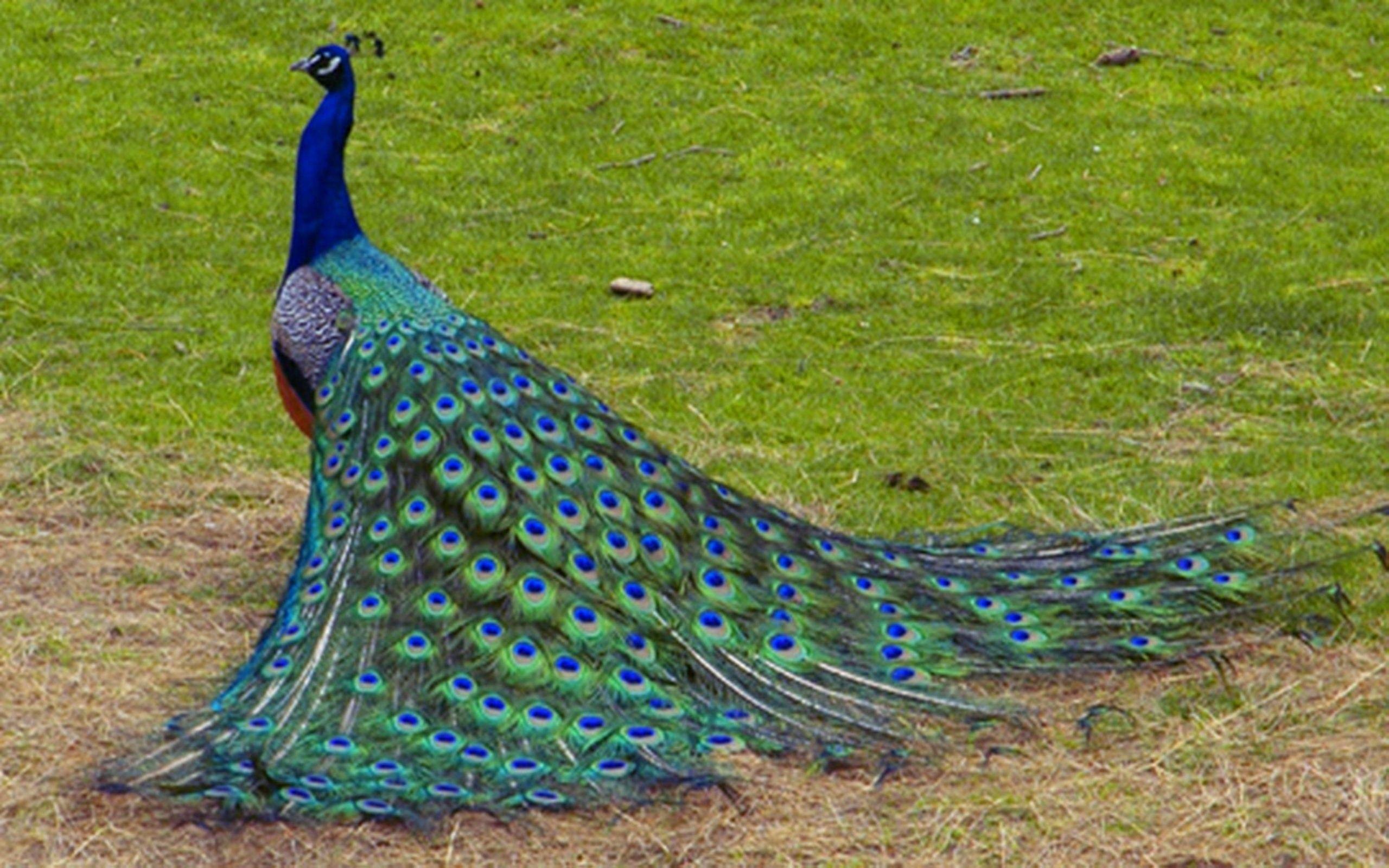 2560x1600 Download HD Peacock Wallpaper Birds In India