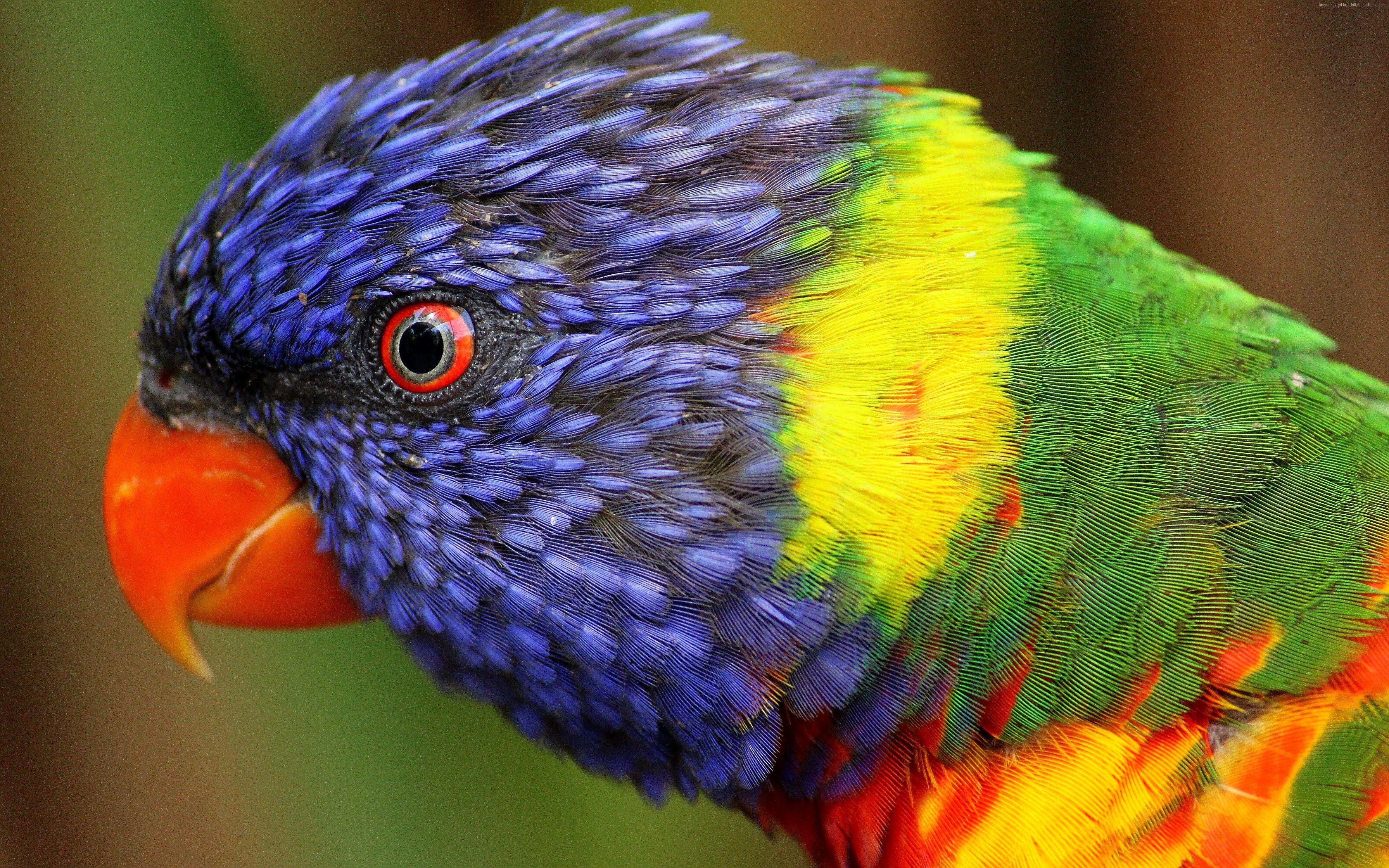 Exotic Bird Wallpapers - Top Free Exotic Bird Backgrounds - WallpaperAccess