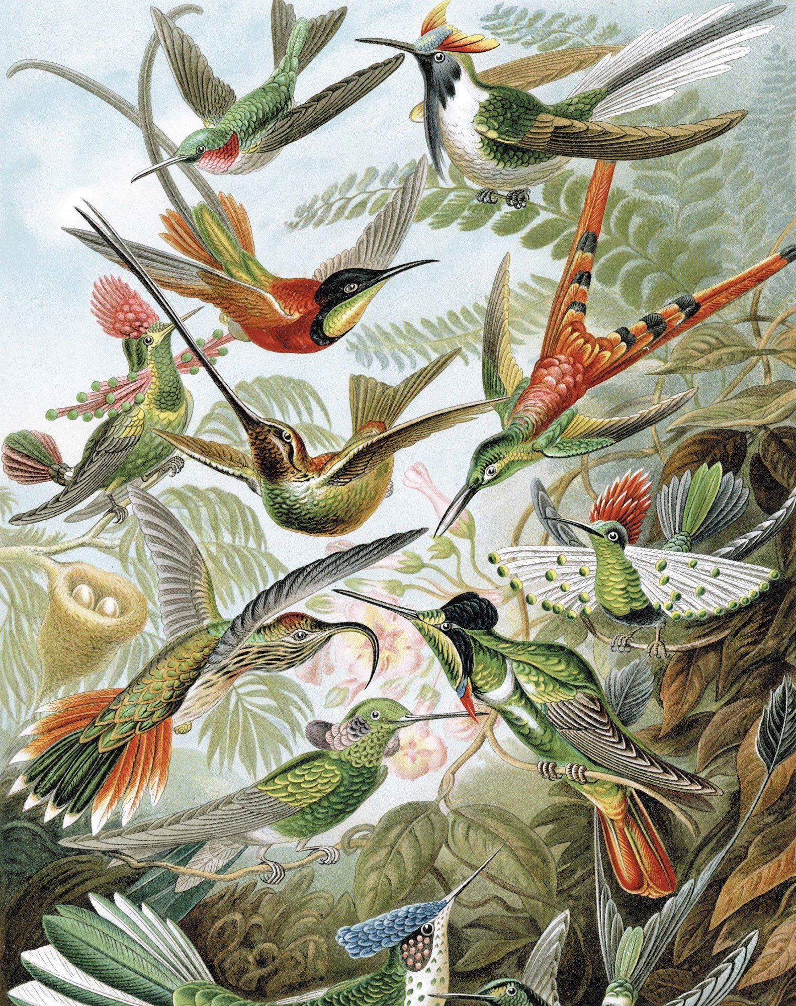 1583x2000 Exotic Birds 023 Wallpaper Panel