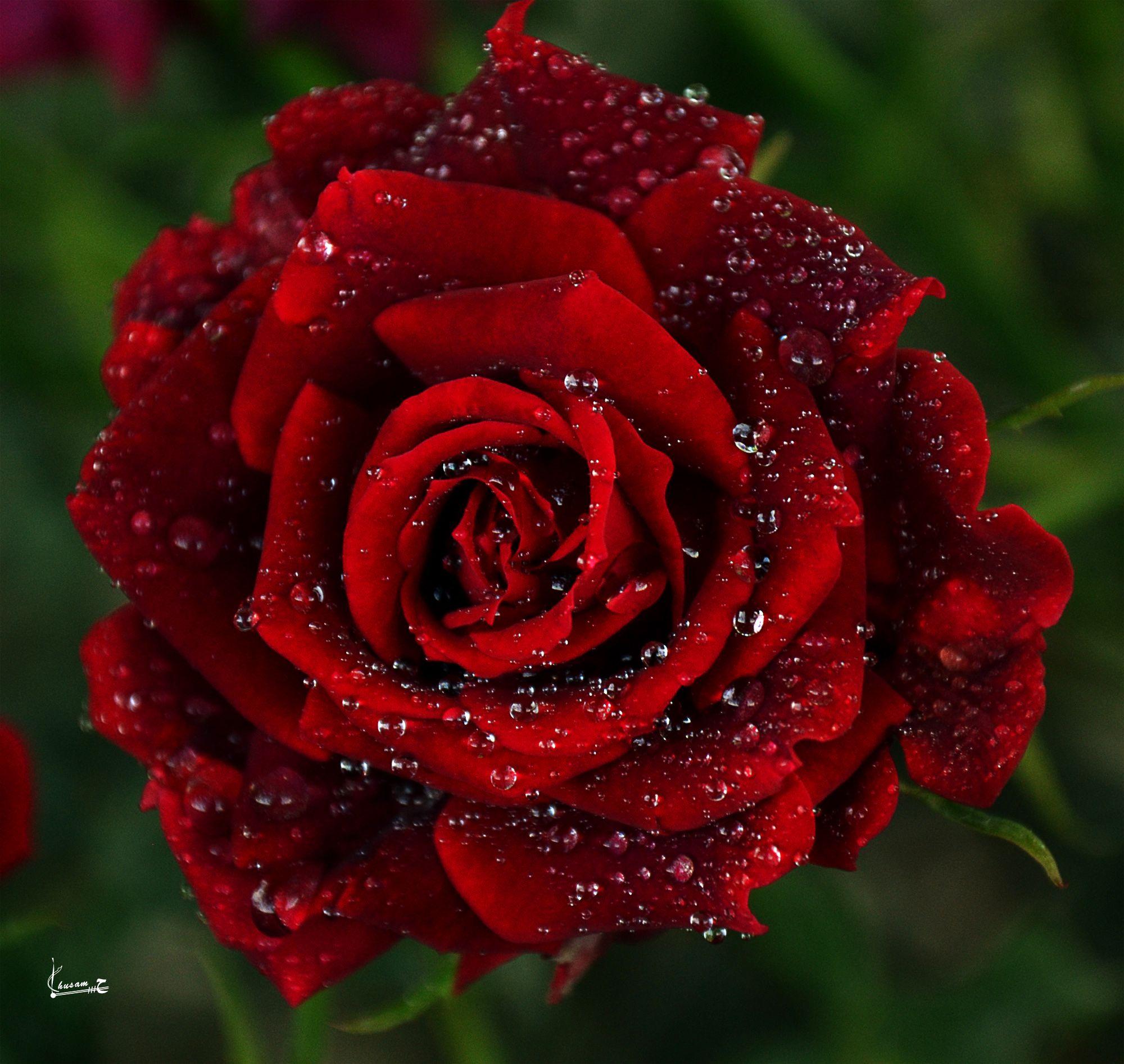 Top 101+ Images Black And Red Rose Wallpaper Superb