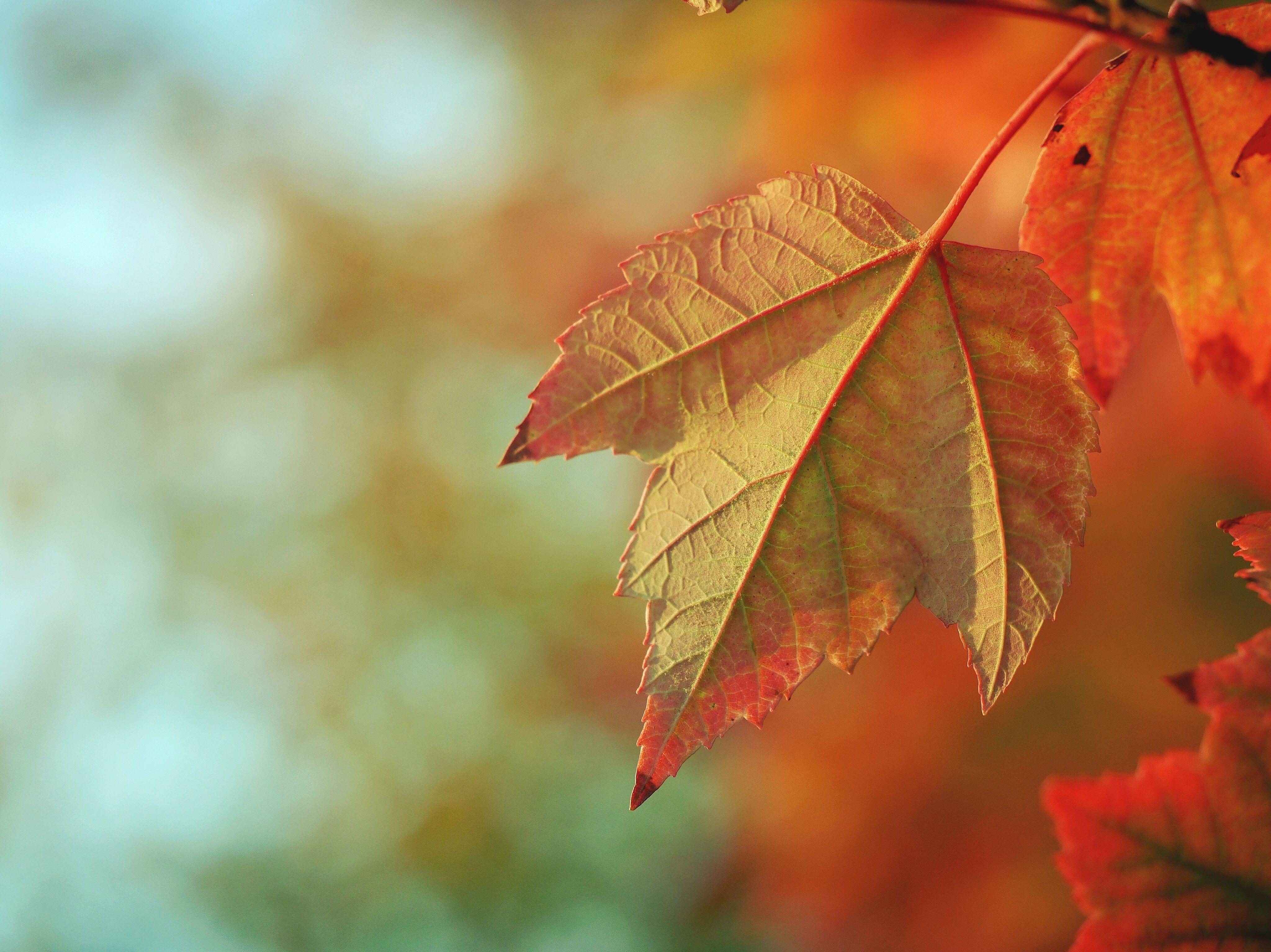 4096x3070 Hd Wallpaper for Laptop