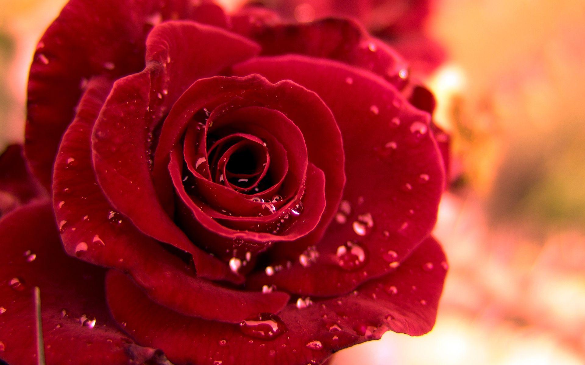 1920x1200 Dew On Red Rose Hình nền HD Millie