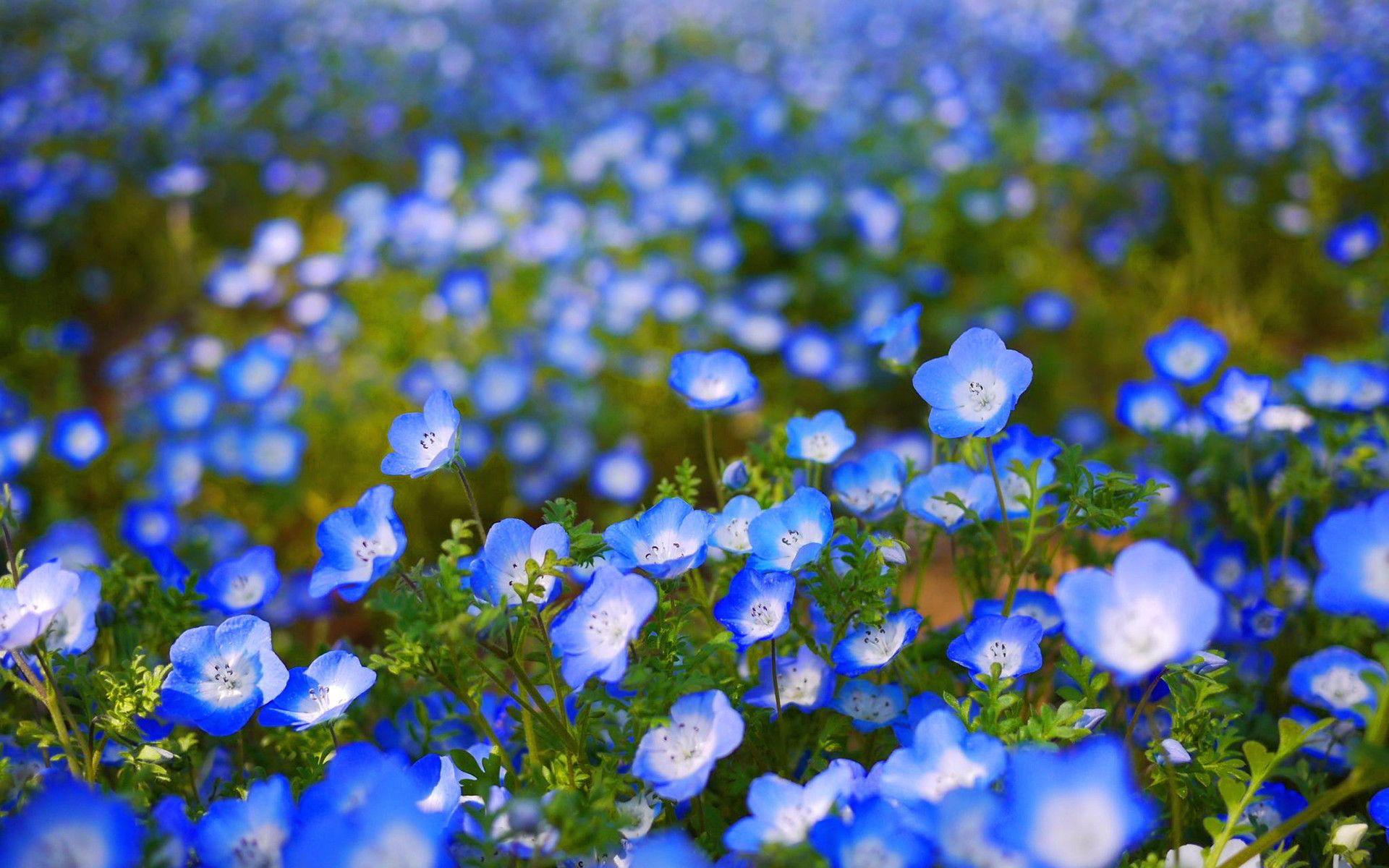1920x1200 Blue Flower wallpaper wallpaper Collections