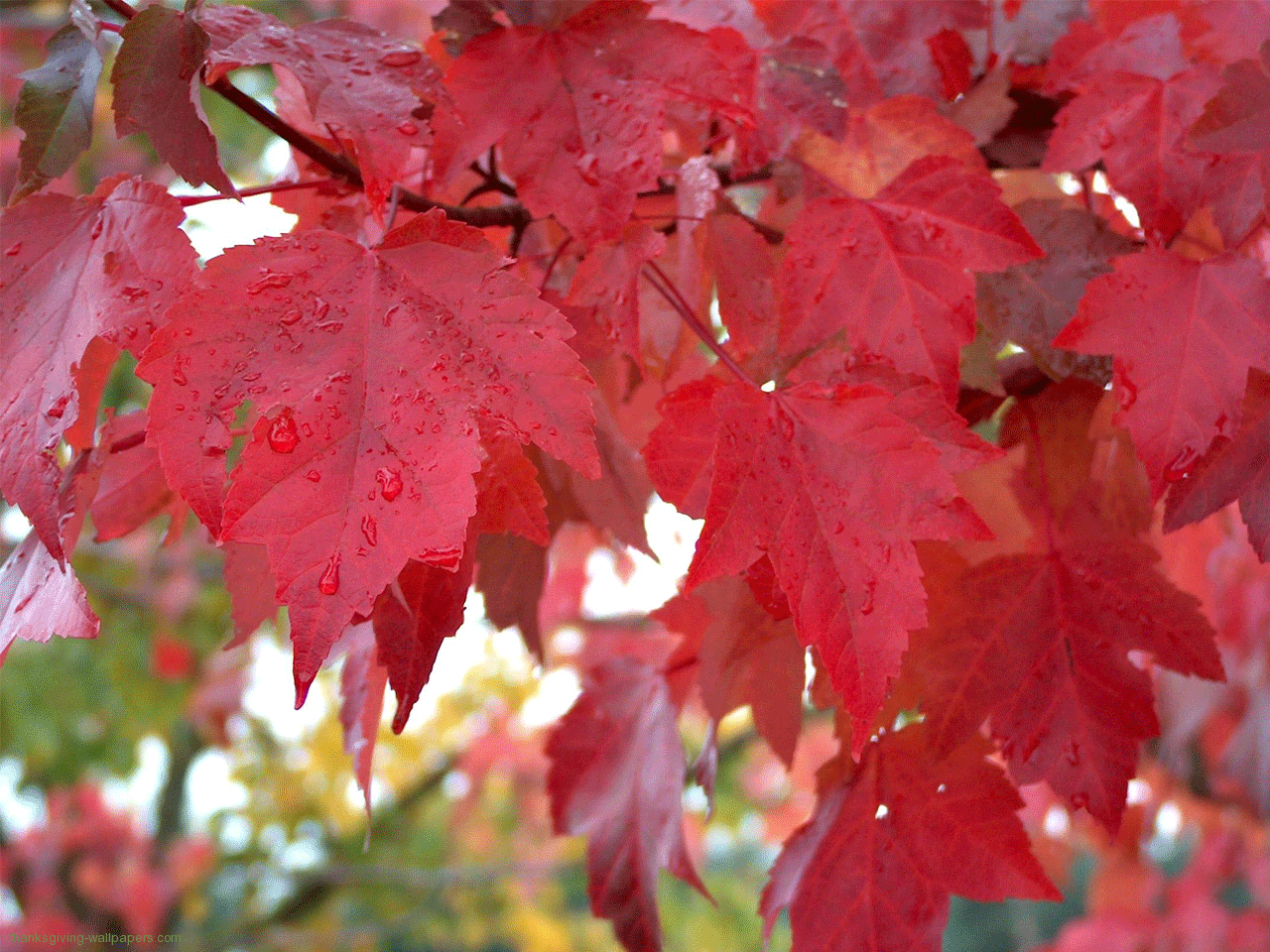 1280x960 Forests: Autumn Begun Beautiful Thanksgiving Colour Orange Red