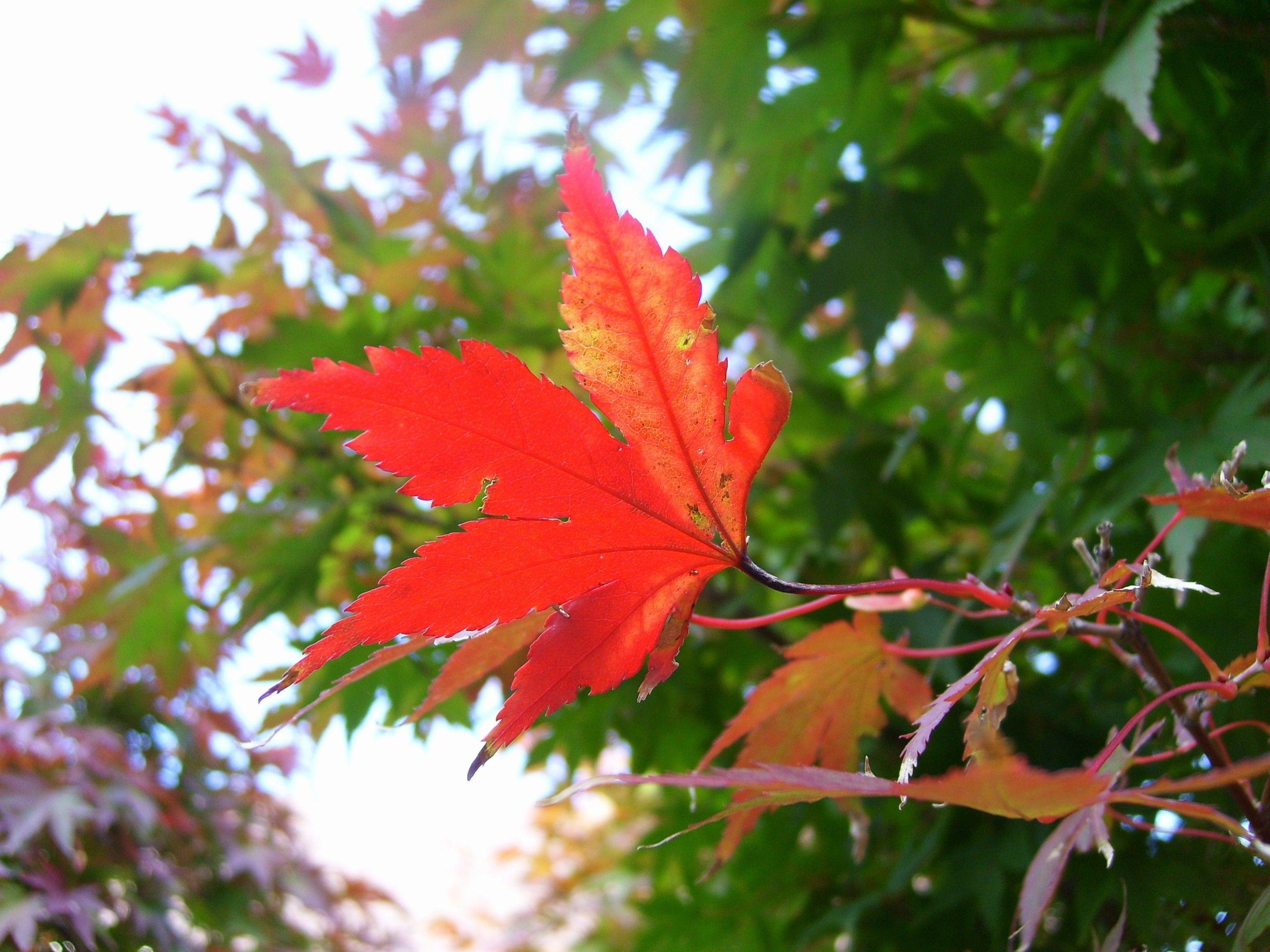 2816x2112 Misc: Autumn Trees Kierra Leaf Begining Thanksgiving Free Wallpaper