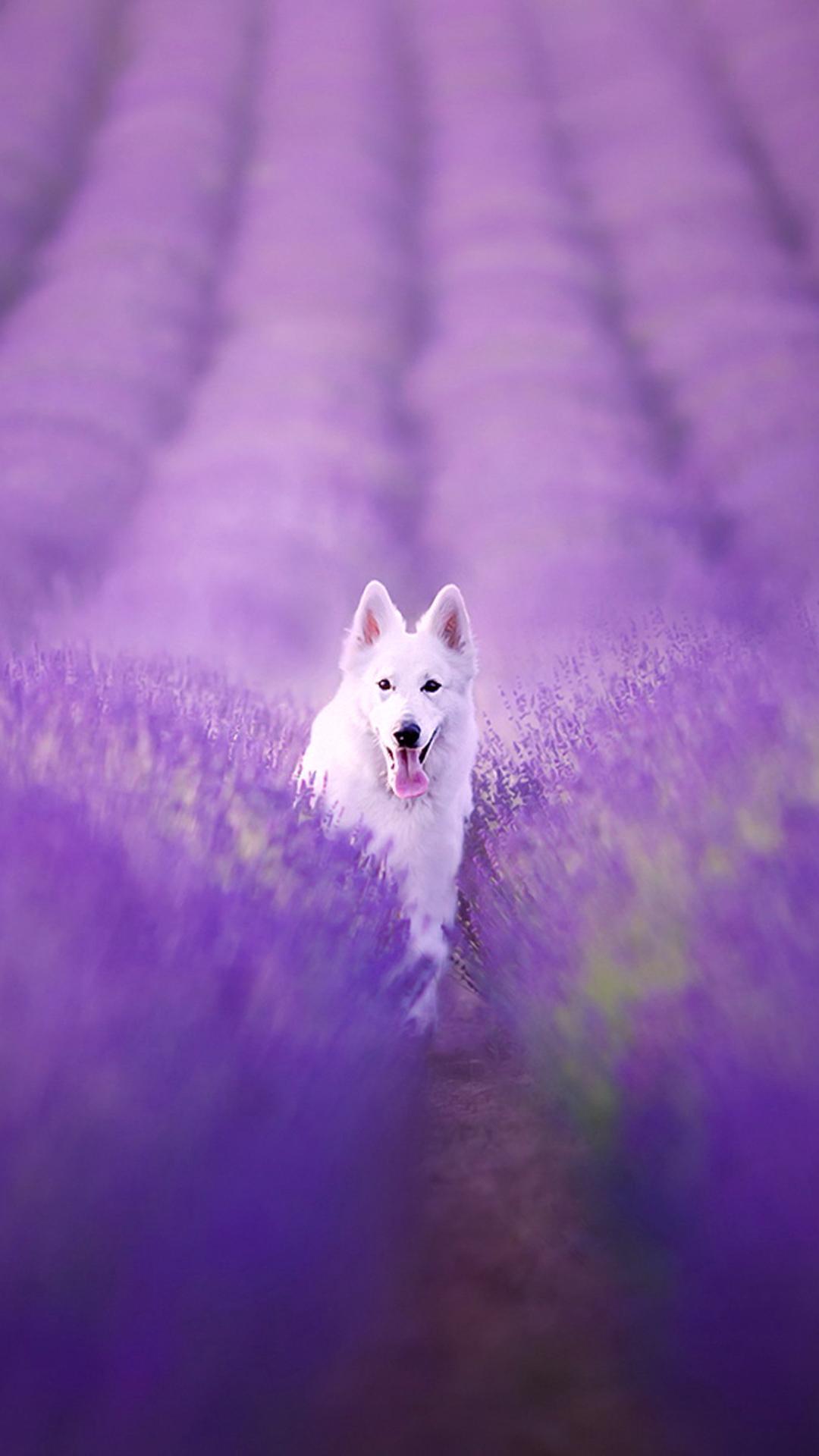 Purple Dog Wallpapers - Top Free Purple Dog Backgrounds - WallpaperAccess
