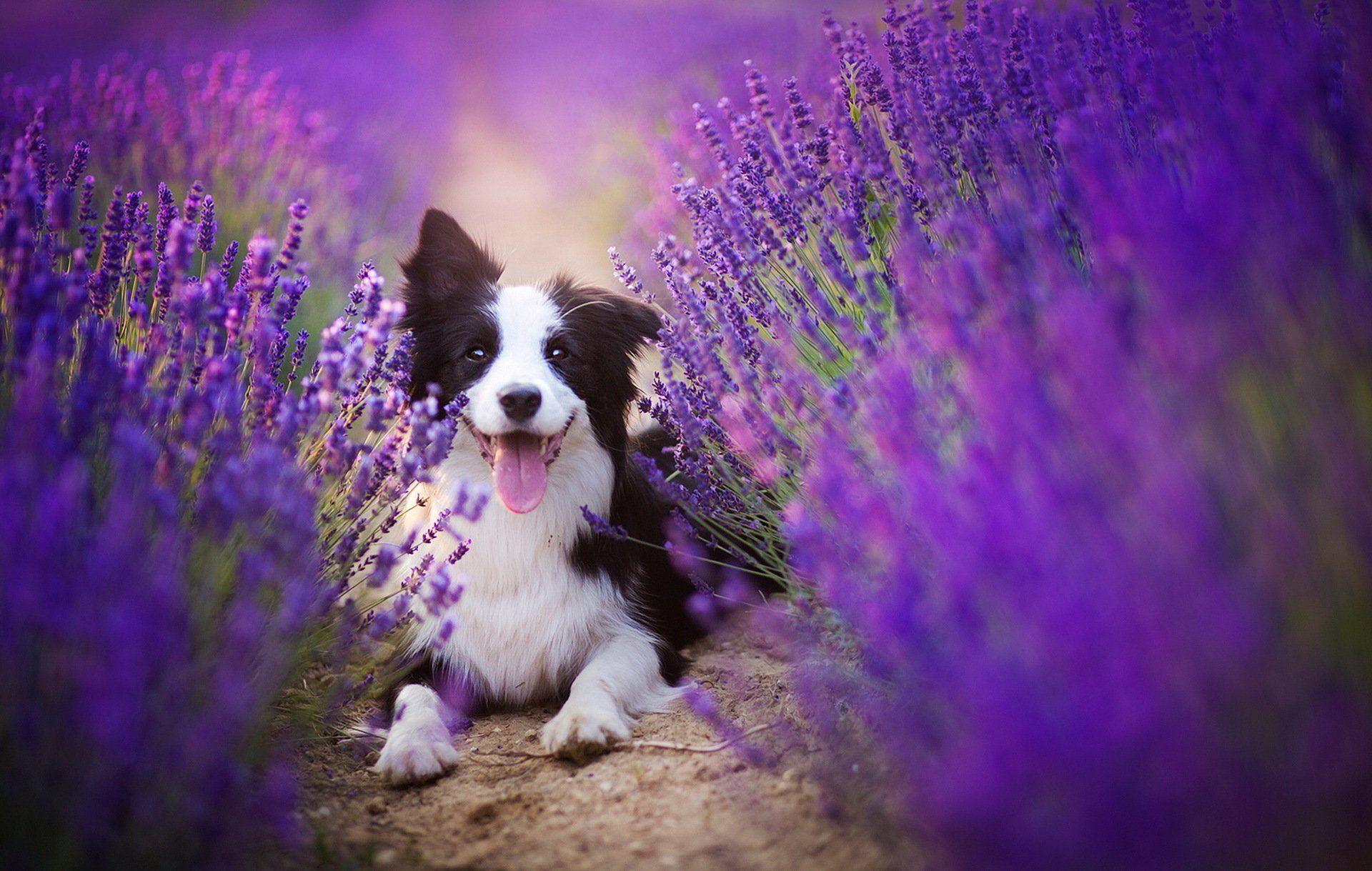 Purple Dog Wallpapers - Top Free Purple Dog Backgrounds - WallpaperAccess