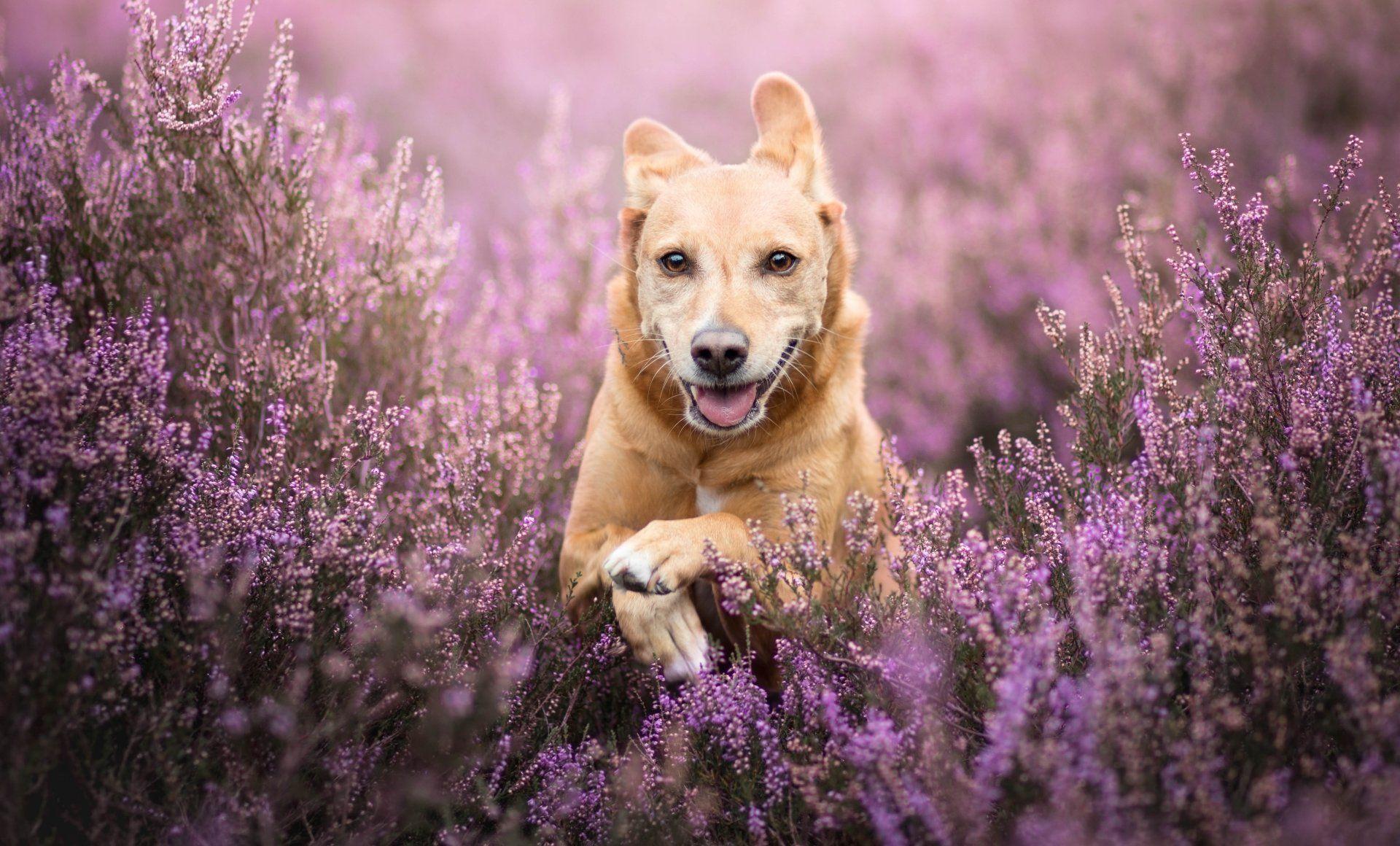 Purple Dog Wallpapers - Top Free Purple Dog Backgrounds - WallpaperAccess