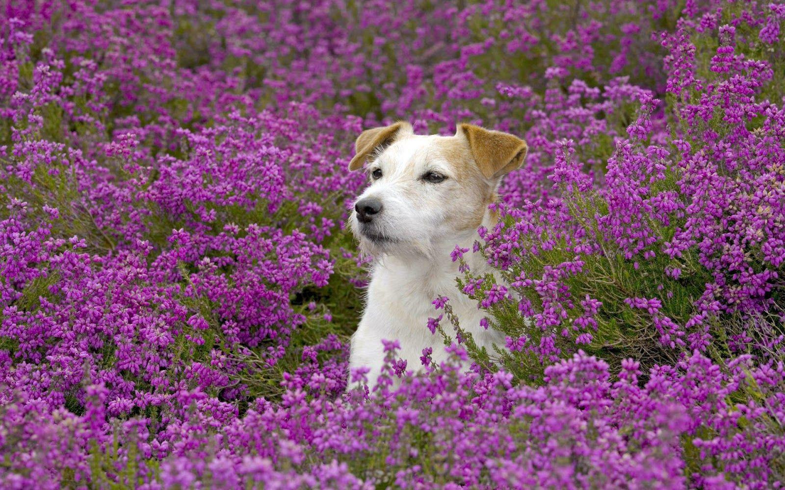 Purple Dog Wallpapers - Top Free Purple Dog Backgrounds - WallpaperAccess