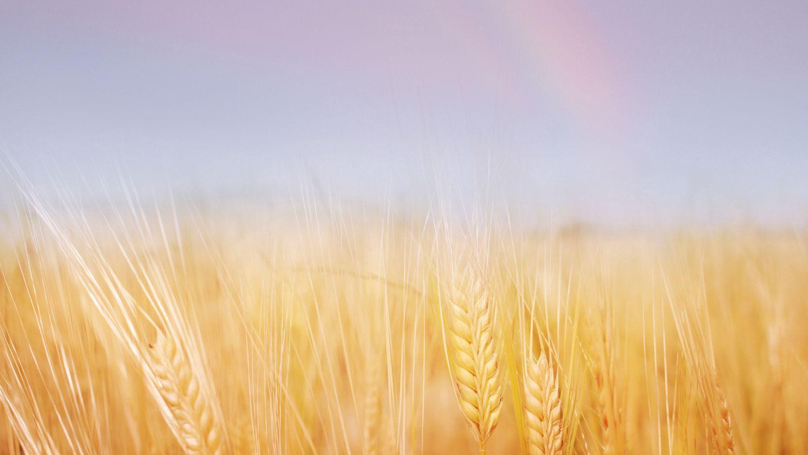 1600x900 Download wallpaper 1600x900 ears, field, wheat, gold, sky, rainbow