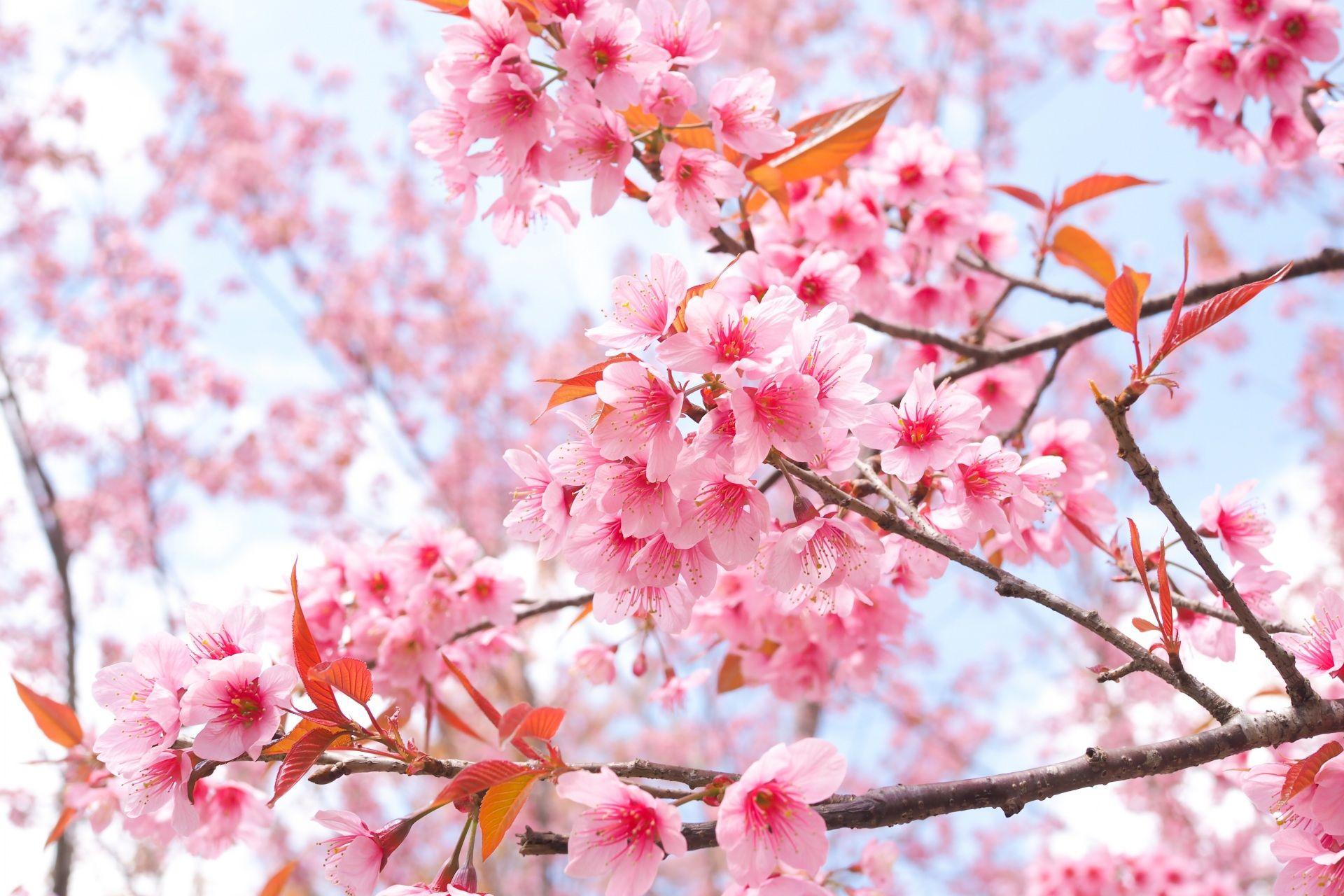 1920x1280 Hình nền máy tính để bàn Hoa Sakura Cành cây có hoa 1920x1280
