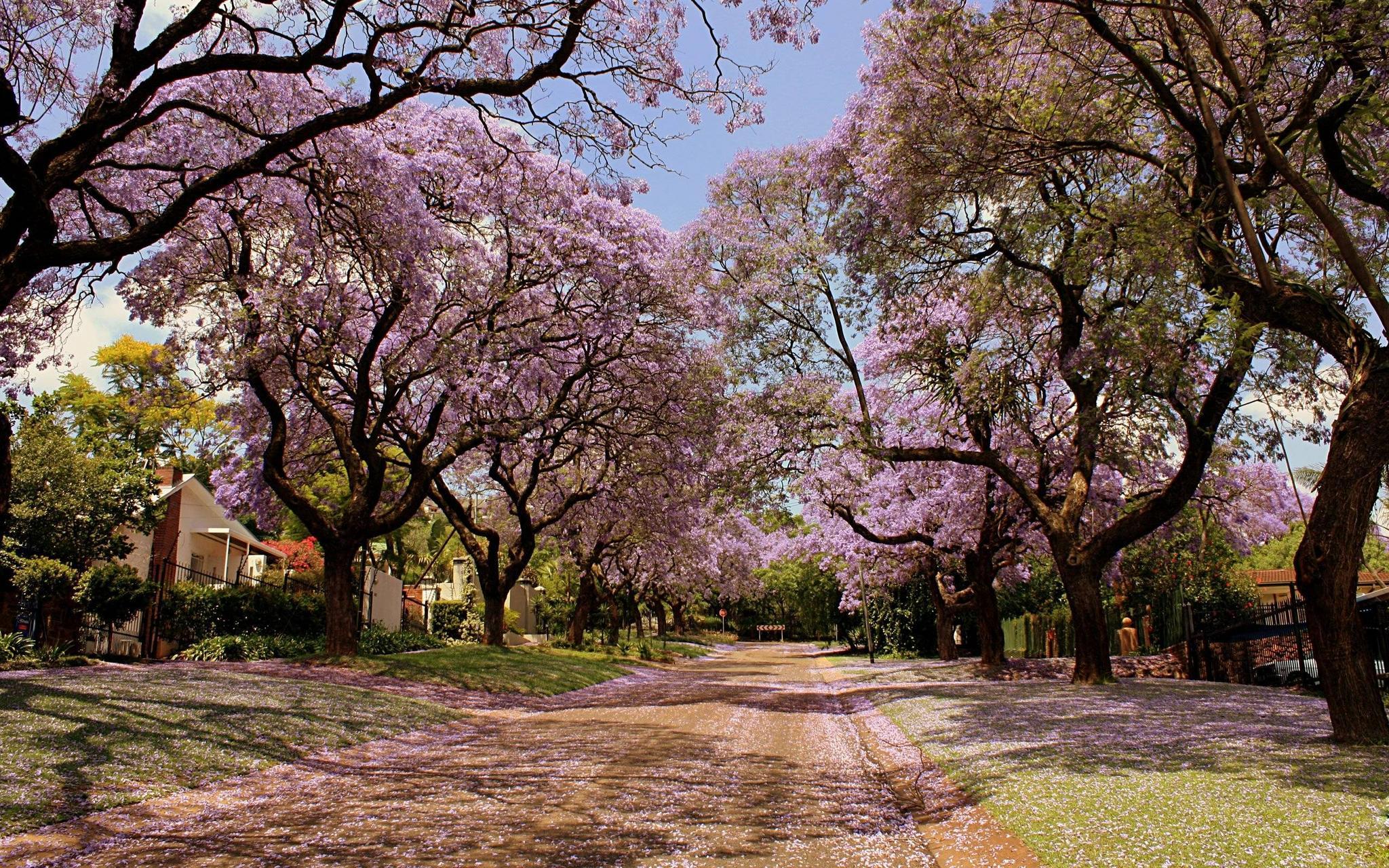 Hình nền cây hoa anh đào (Cherry Blossom) 2560x1600 HD cho nền máy tính