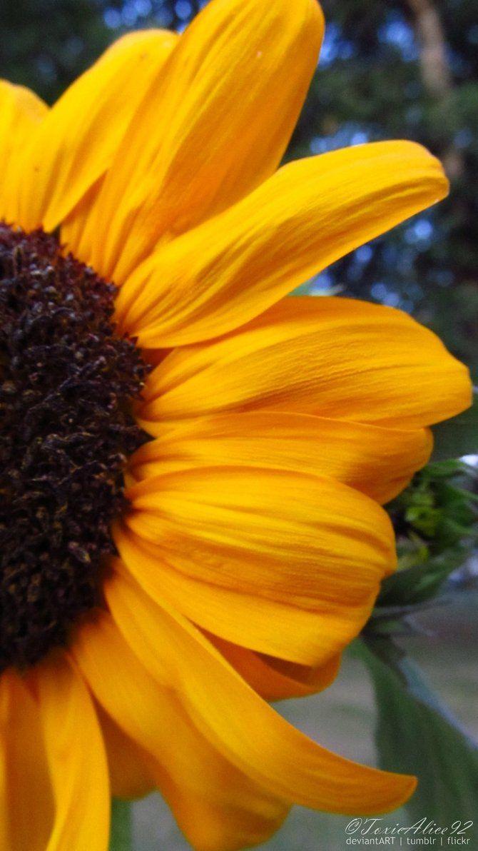 670x1192 Free download HQ High Res Sunflower Cell Phone Wallpaper