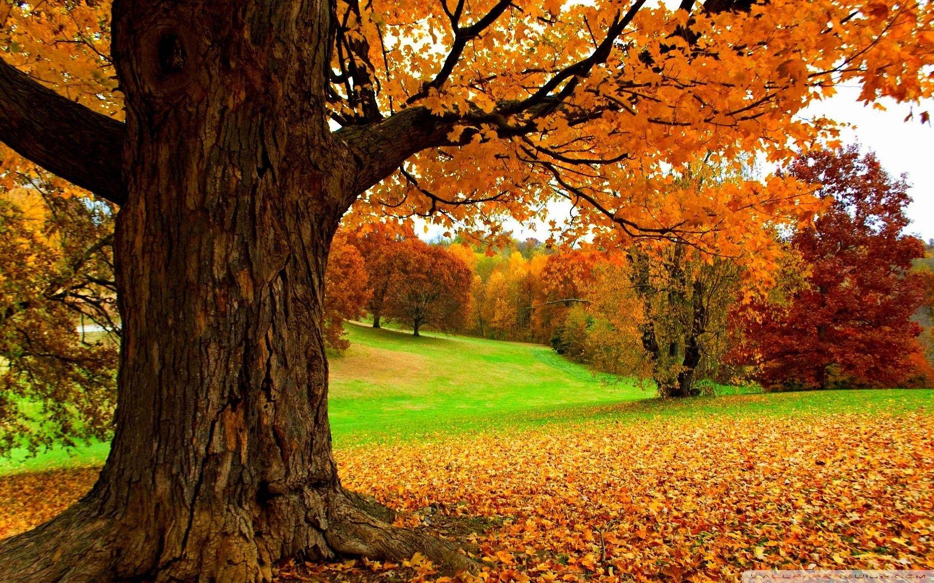 1920x1200 Background Trees Wallpaper