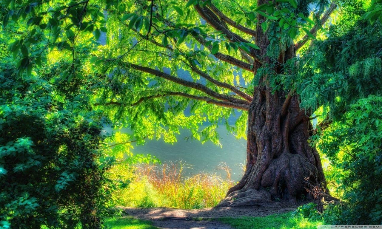 tree wallpaper hd