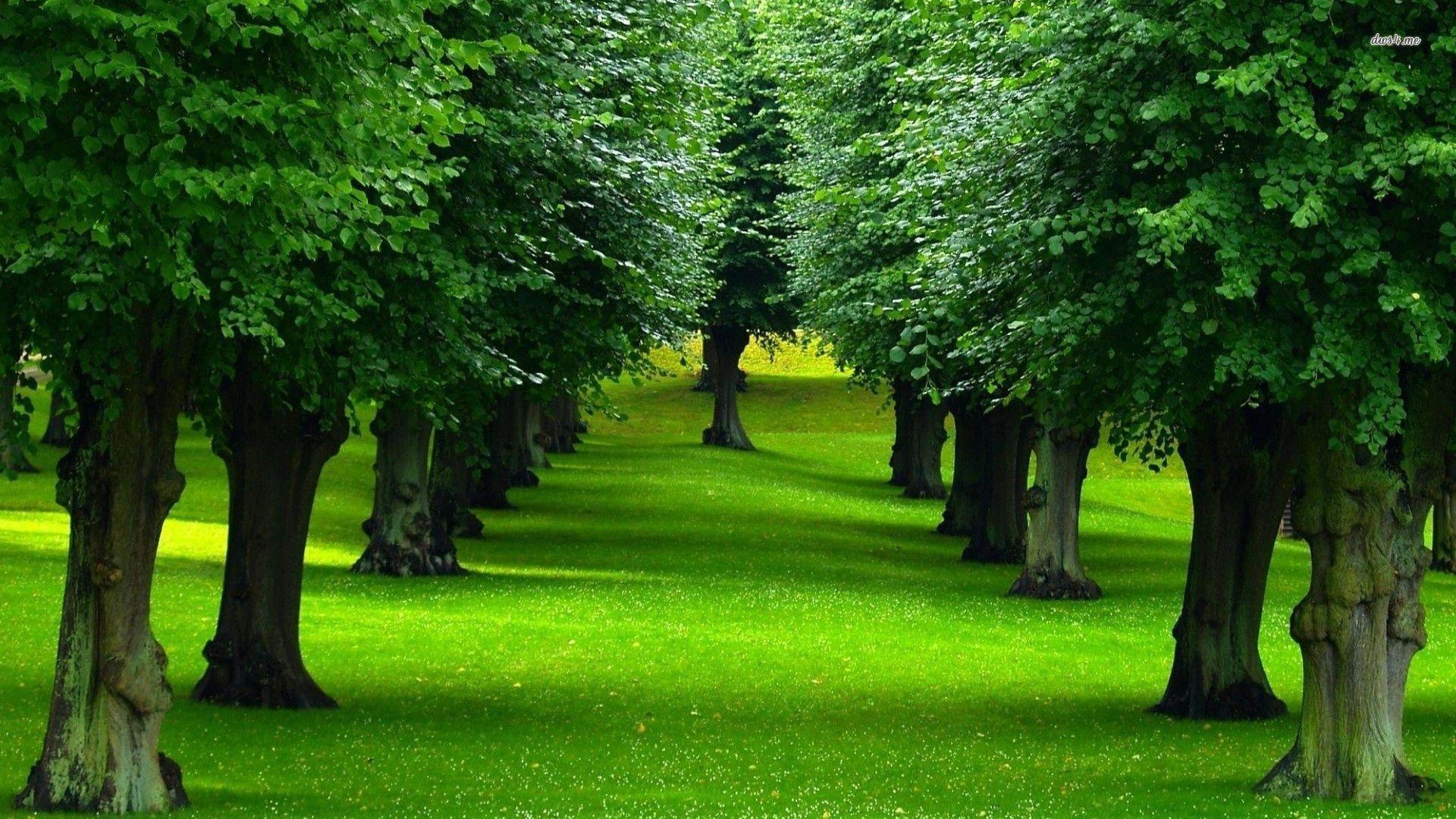 1920x1080 Trees Wallpaper Background Wallpaper