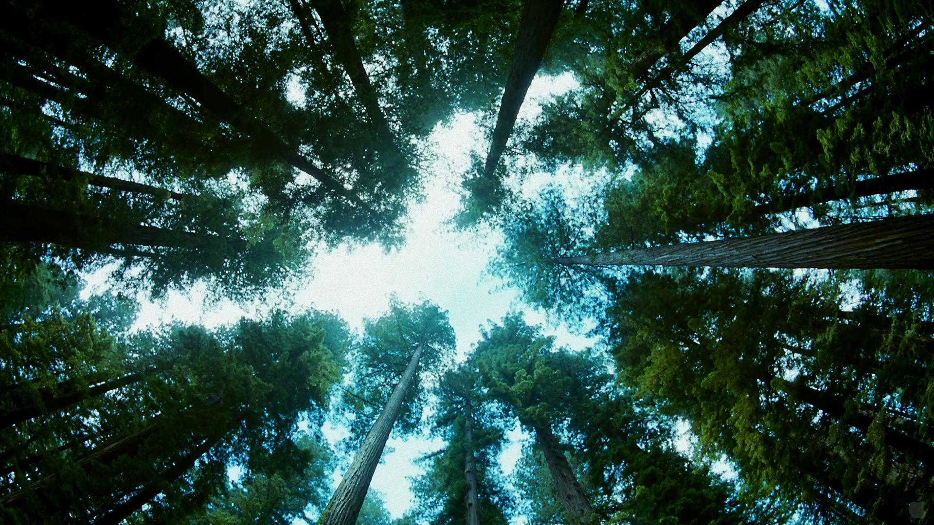 1920x1080 Tree Of Life Wallpaper