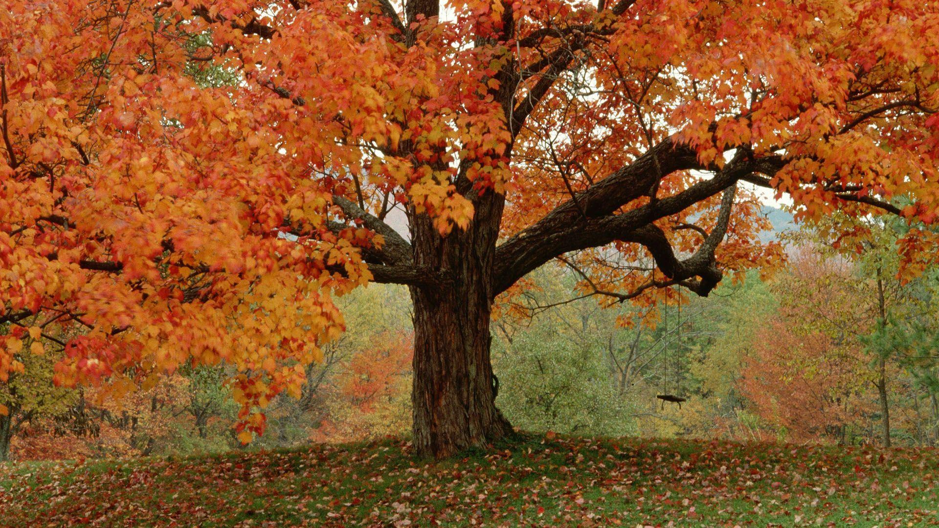 1920x1080 Autumn Tree Wallpaper HD. All White Background