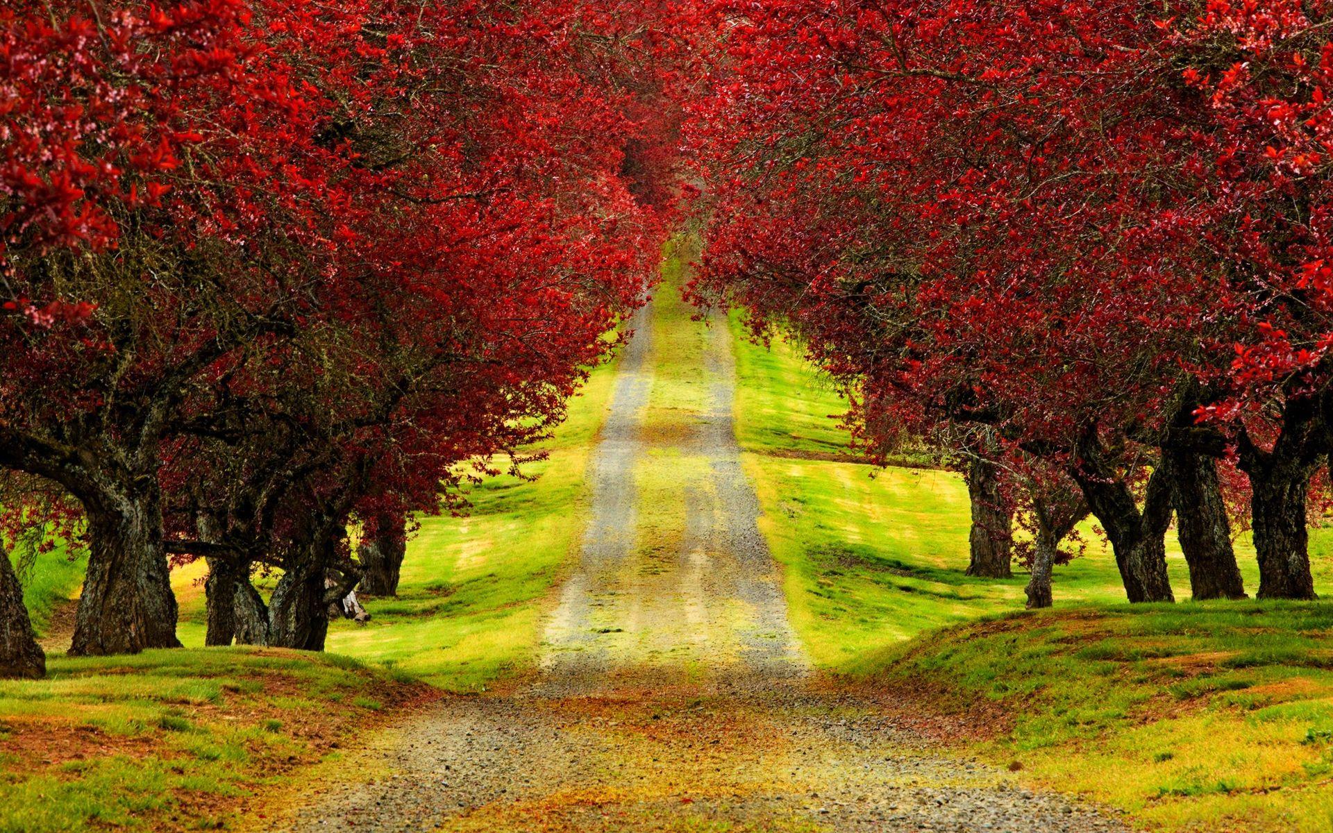 1920x1200 Red Trees Autumn Road HD Wallpaper 978 - Red Tree Desktop
