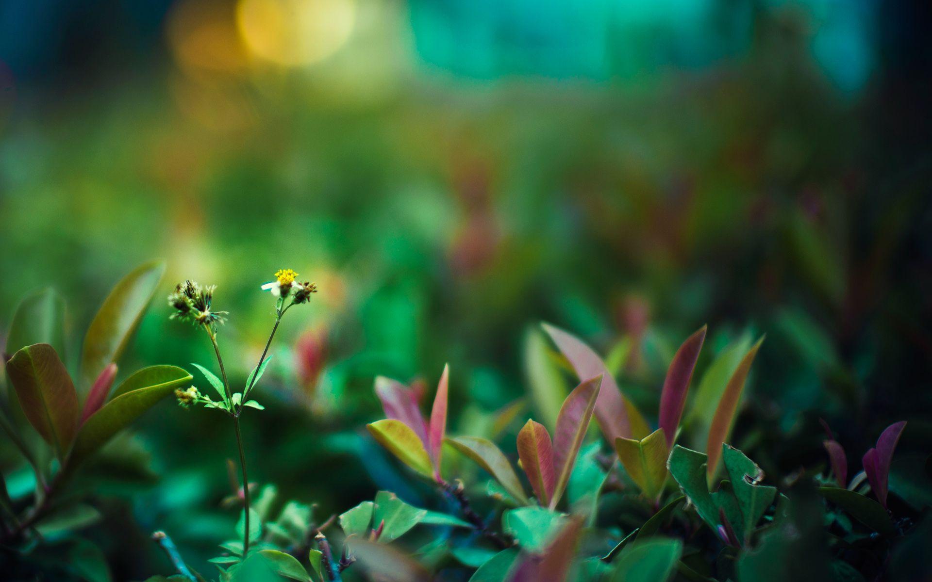 1920x1200 Life Wallpaper HD