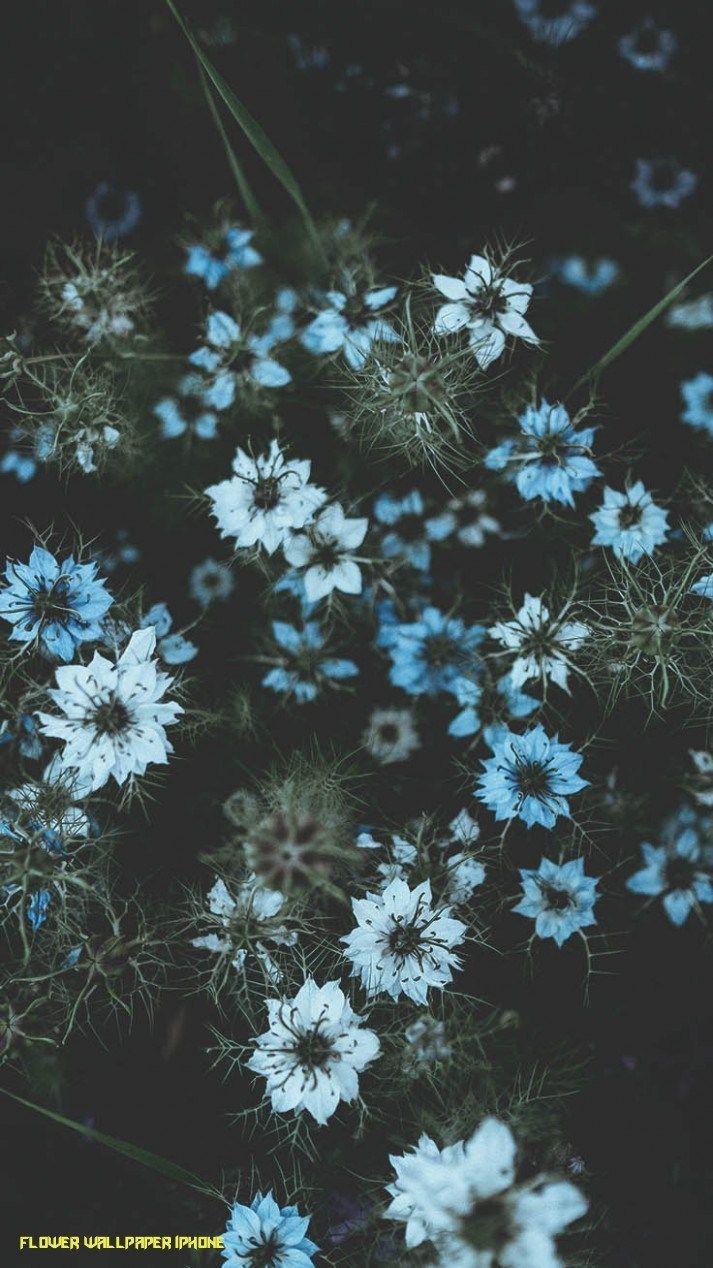 713x1268 Floral iPhone 11 Plus Wallpaper for a Sunny Spring. Preppy