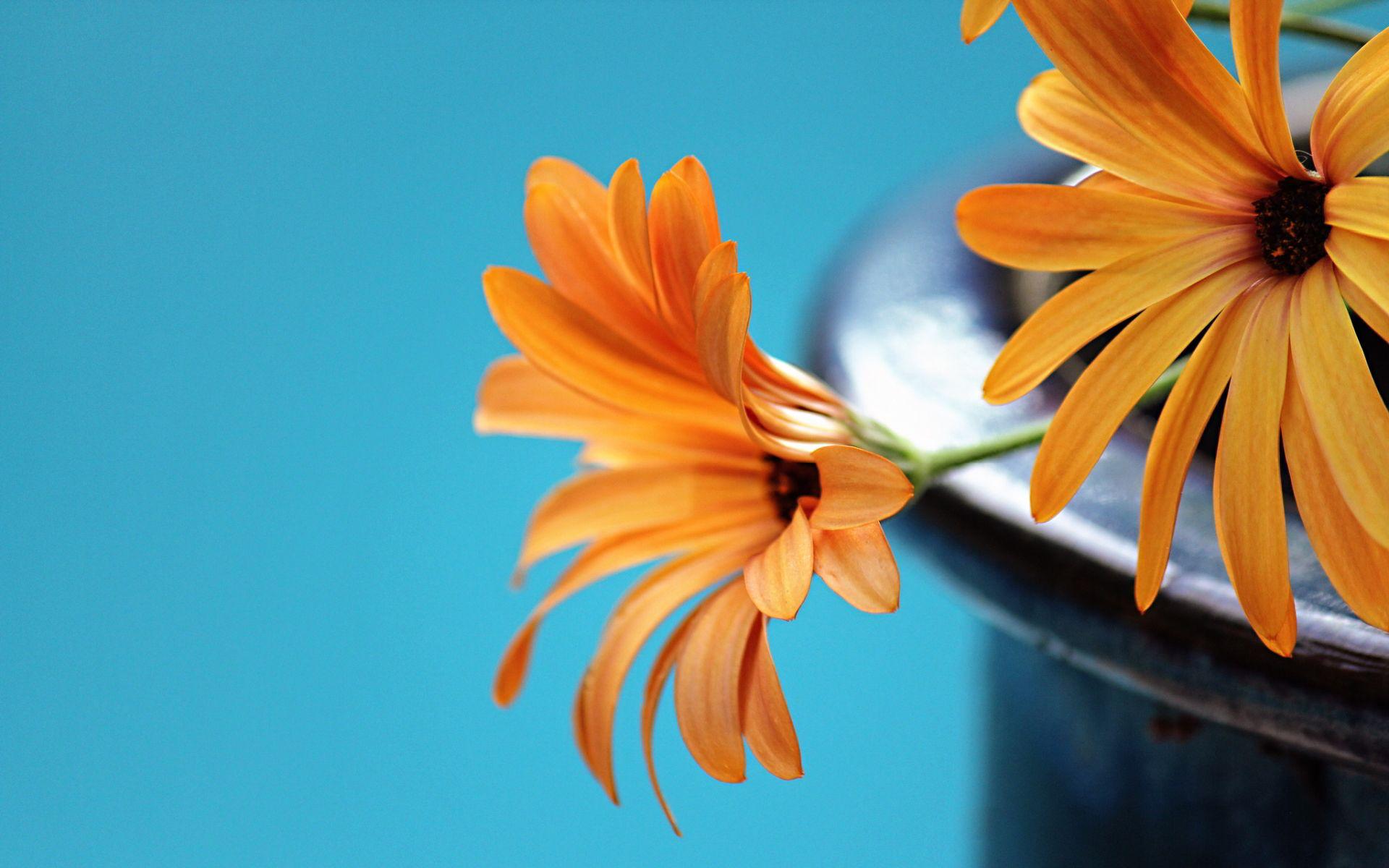 1920x1200 Teal And Orange Wallpaper