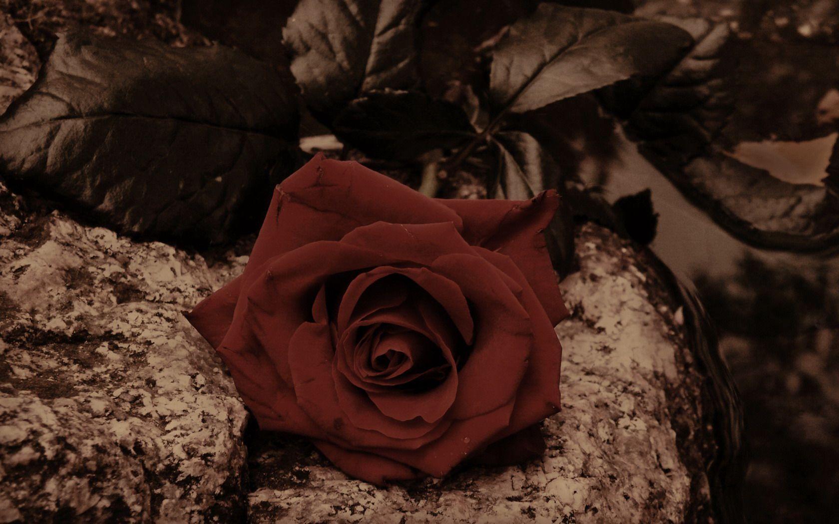 1680x1050 Still Life Wallpaper and Background Imagex1050