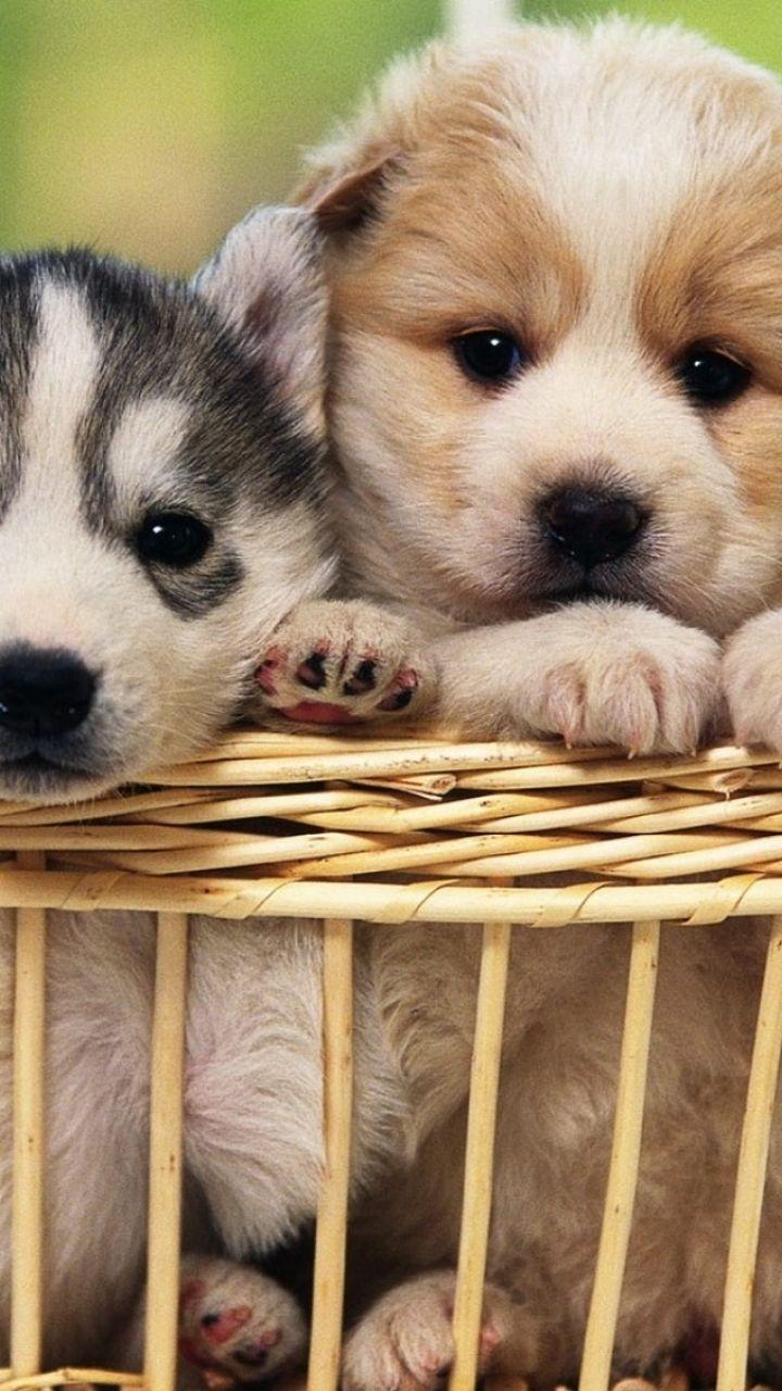 720x1280 Animal Dog (720x1280) Wallpaper