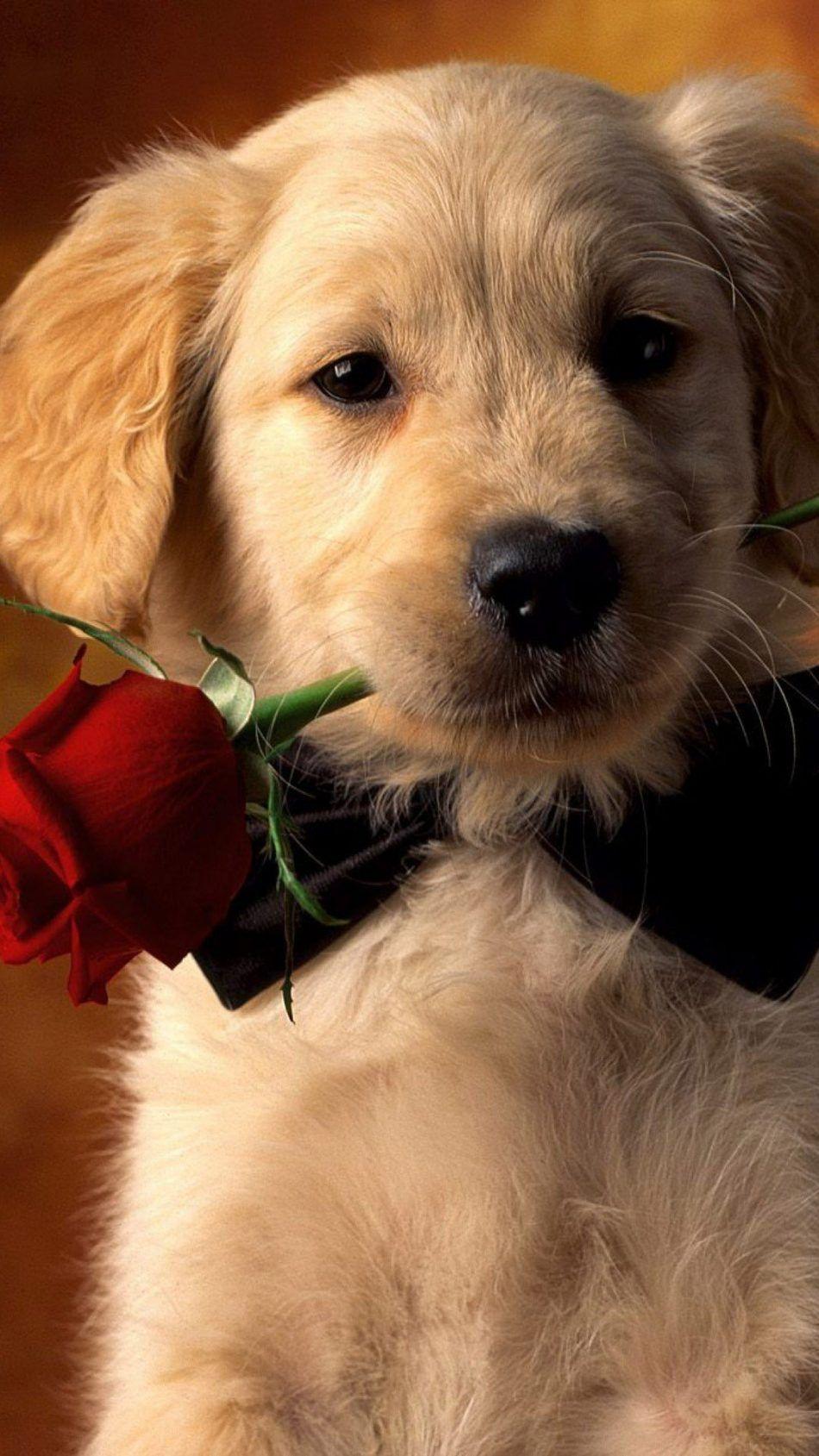 950x1689 Free download Download Valentine Dog With Red Rose Pure 4K Ultra