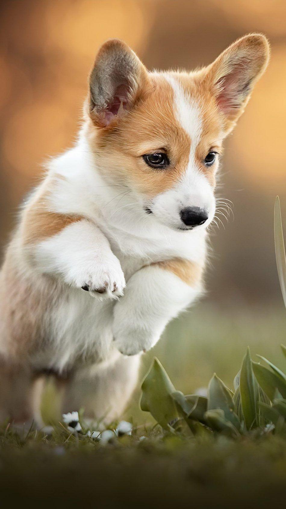 950x1689 Free download Download Corgi Puppy Pet Dog Pure 4K Ultra HD Mobile