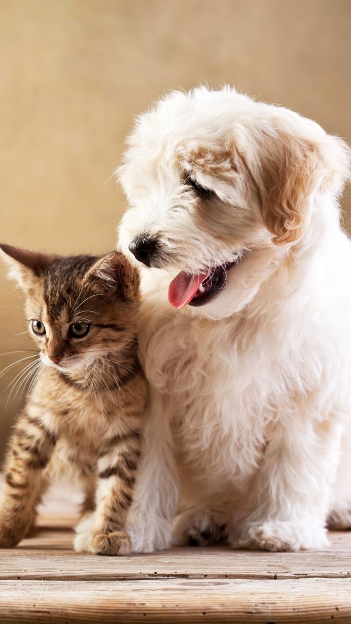 720x1280 Cat And Dog Mobile Wallpaper