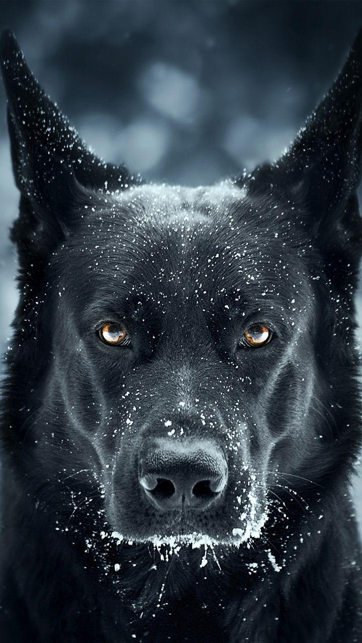720x1280 Black Horror Dog
