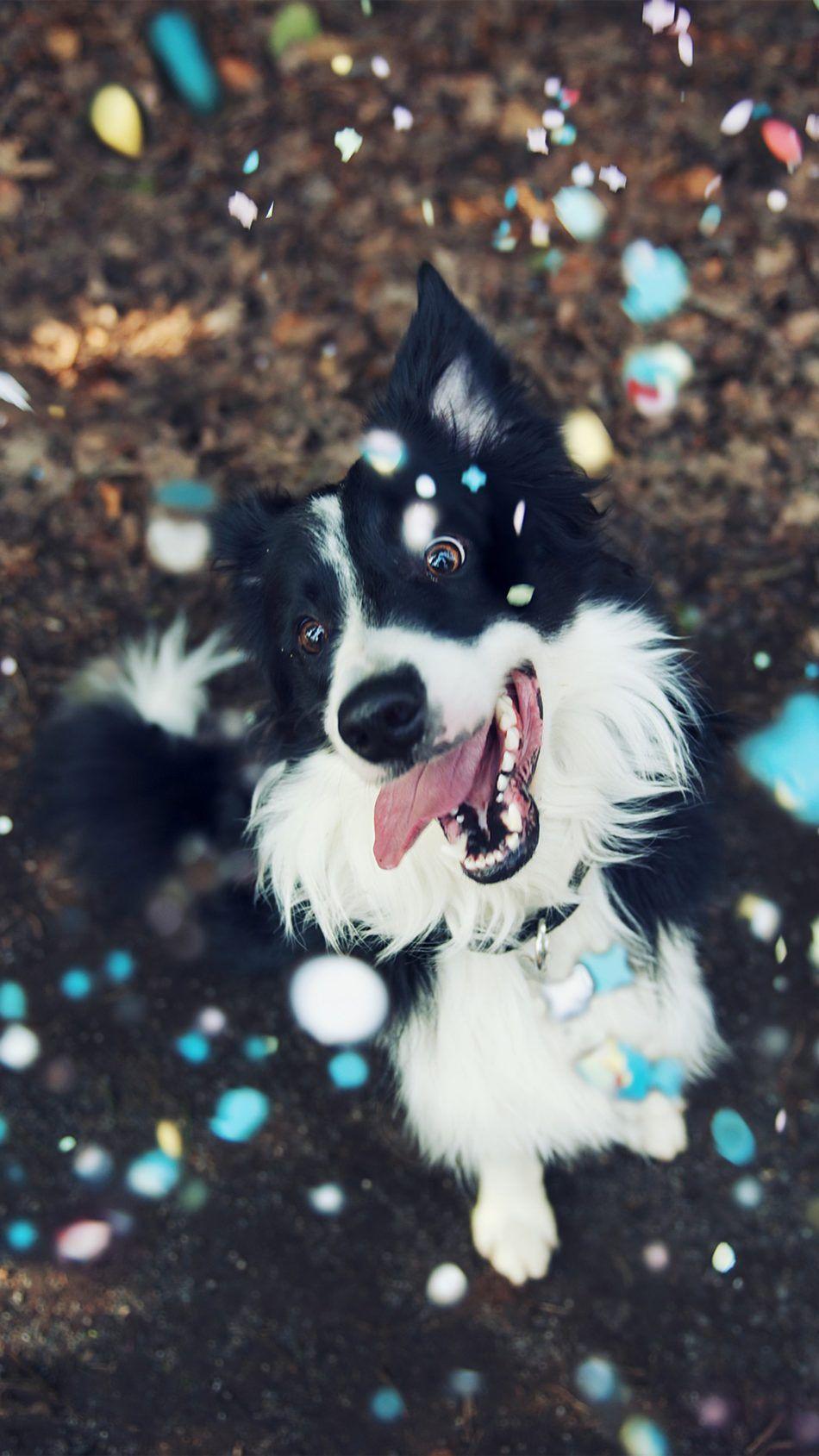 950x1689 Happy Dog Playing. Happy dogs, Puppy cuddles, Dogs